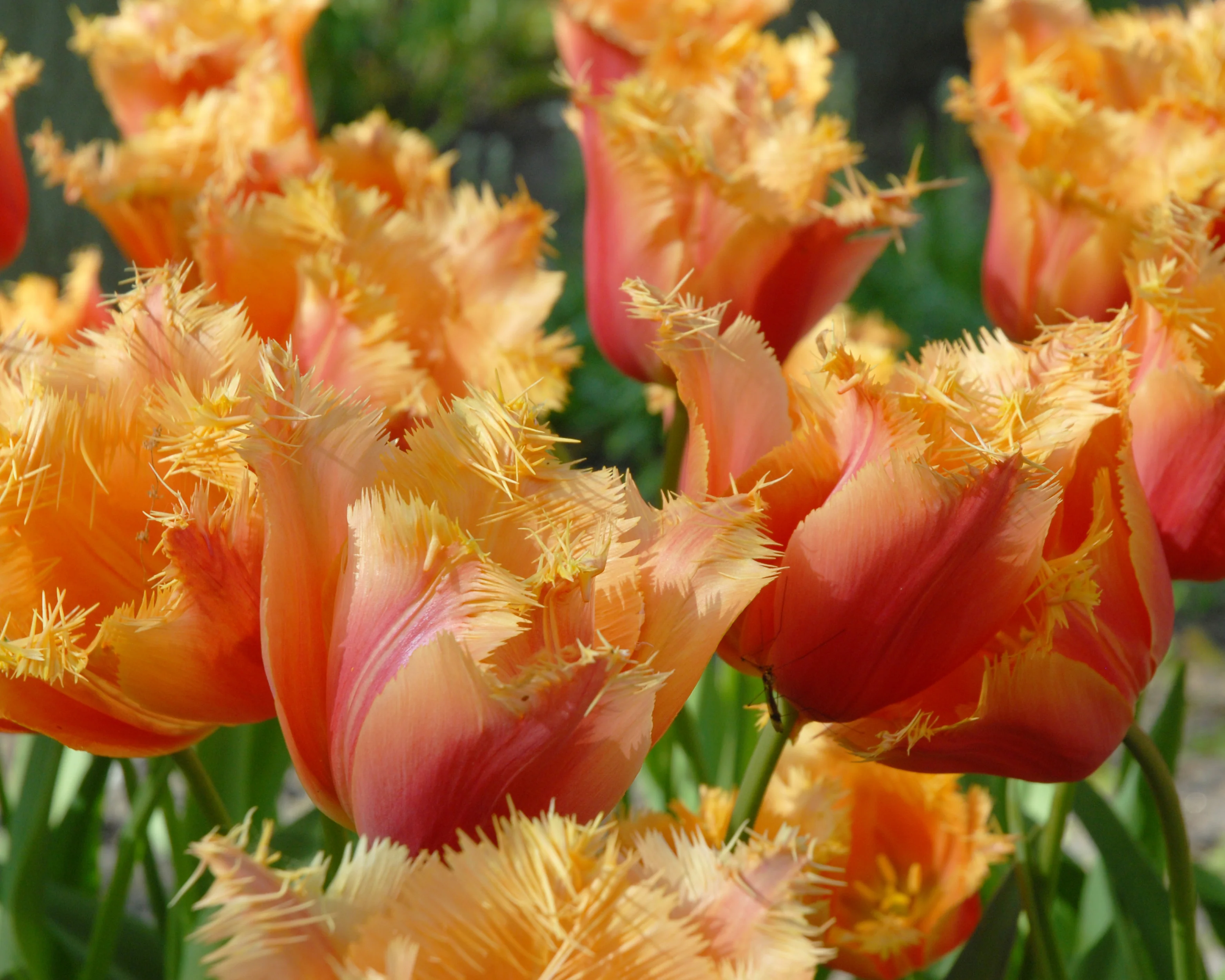 Tulip 'Lambada' - Image 2