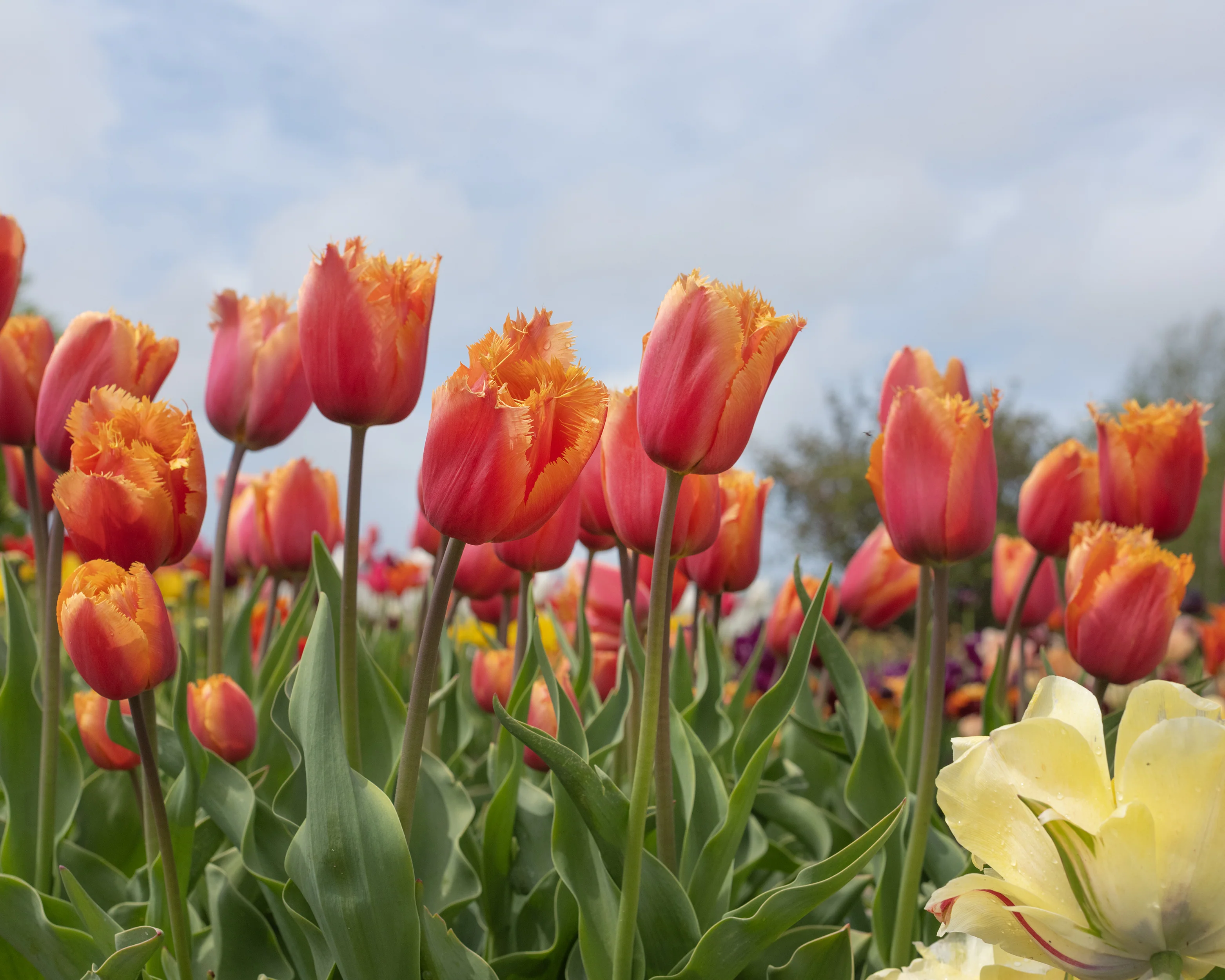 Tulip 'Lambada' - Image 7