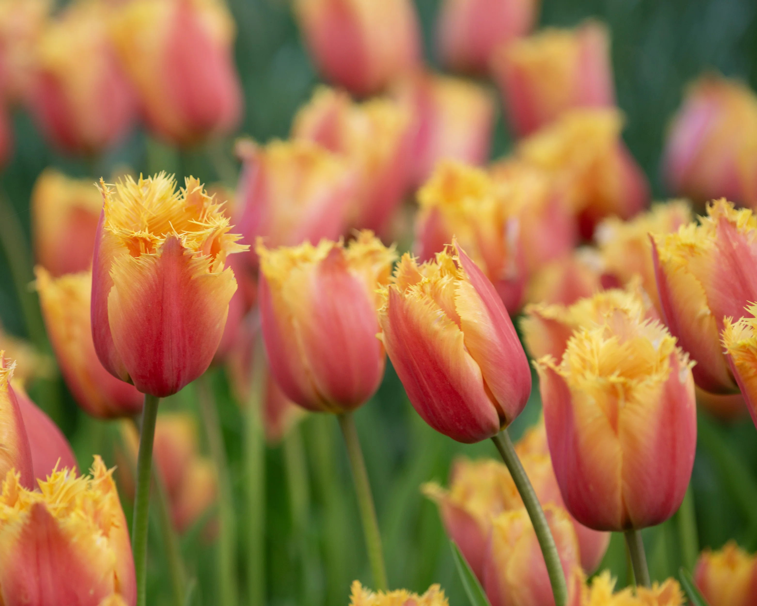 Tulip 'Lambada' - Image 9