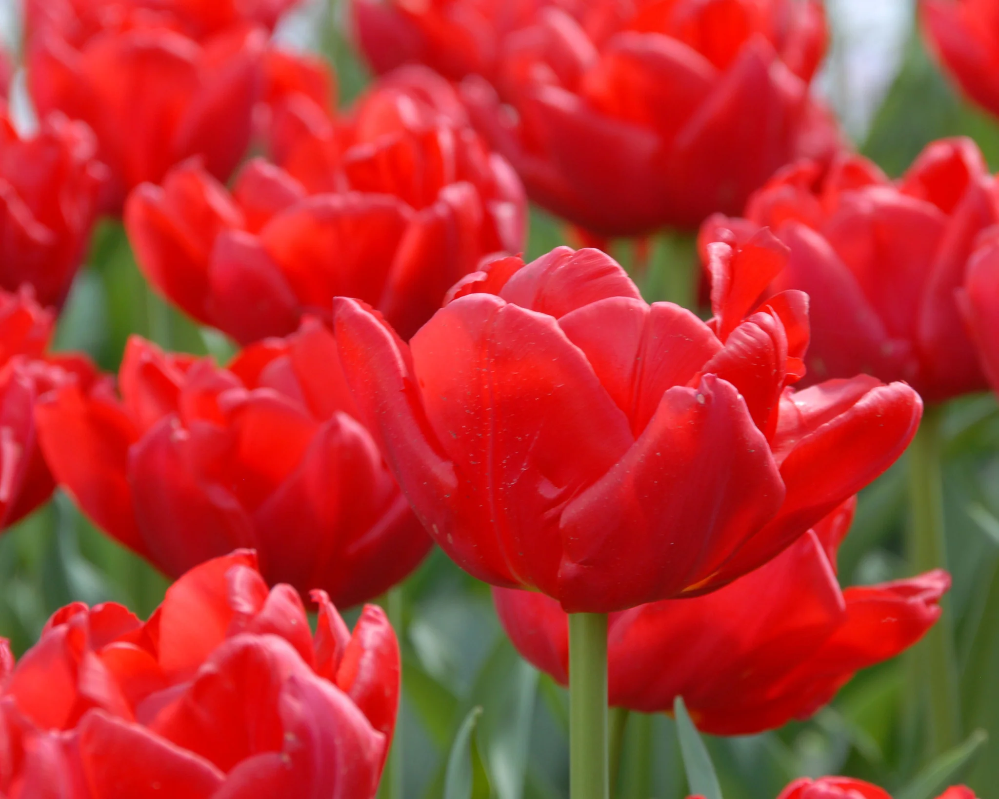 Tulip 'Largo' - Image 3
