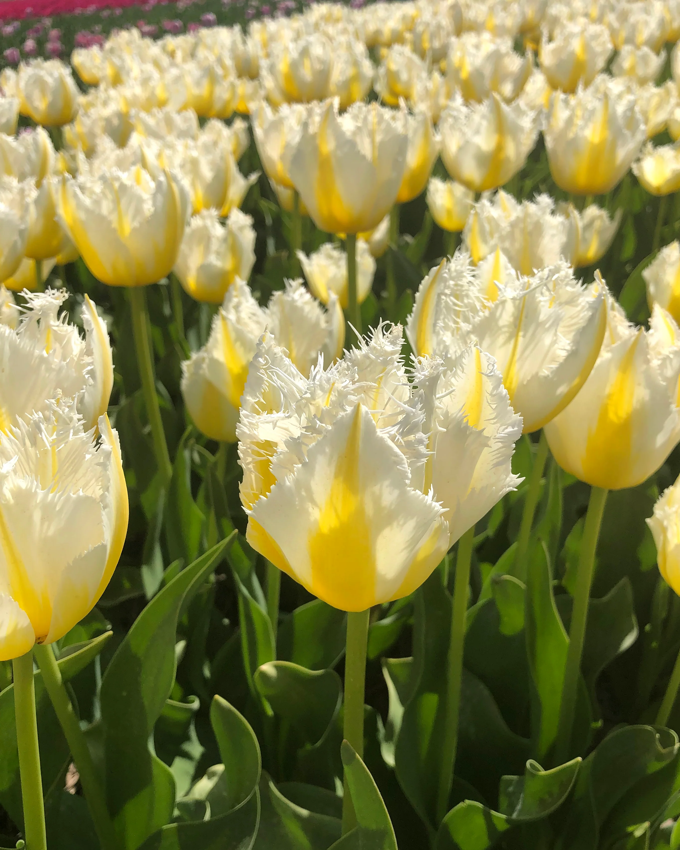 Tulip 'Lemon Beauty' - Image 10