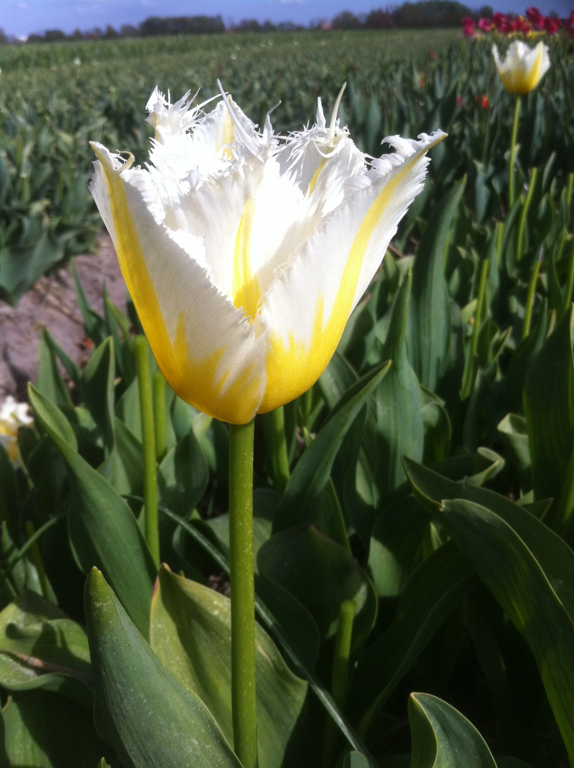 Tulip 'Lemon Beauty' - Image 11