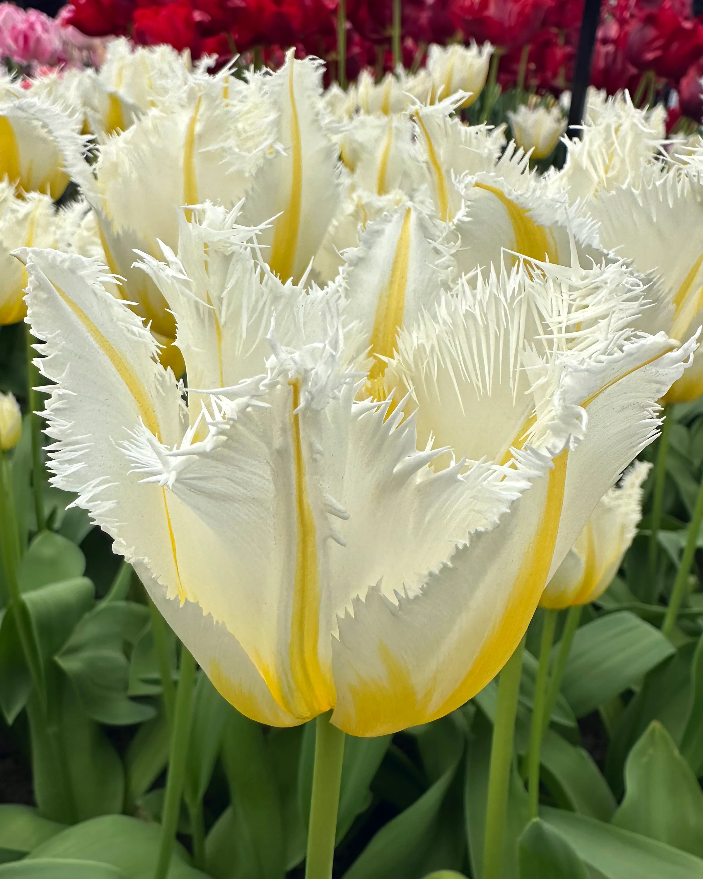 Tulip 'Lemon Beauty' - Image 3