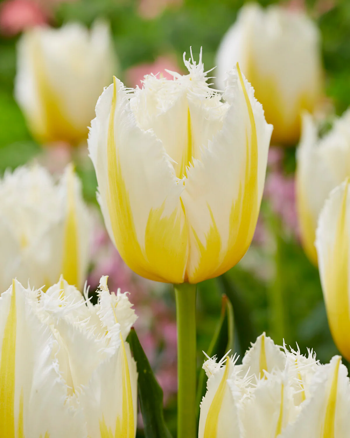 Tulip 'Lemon Beauty' - Image 4