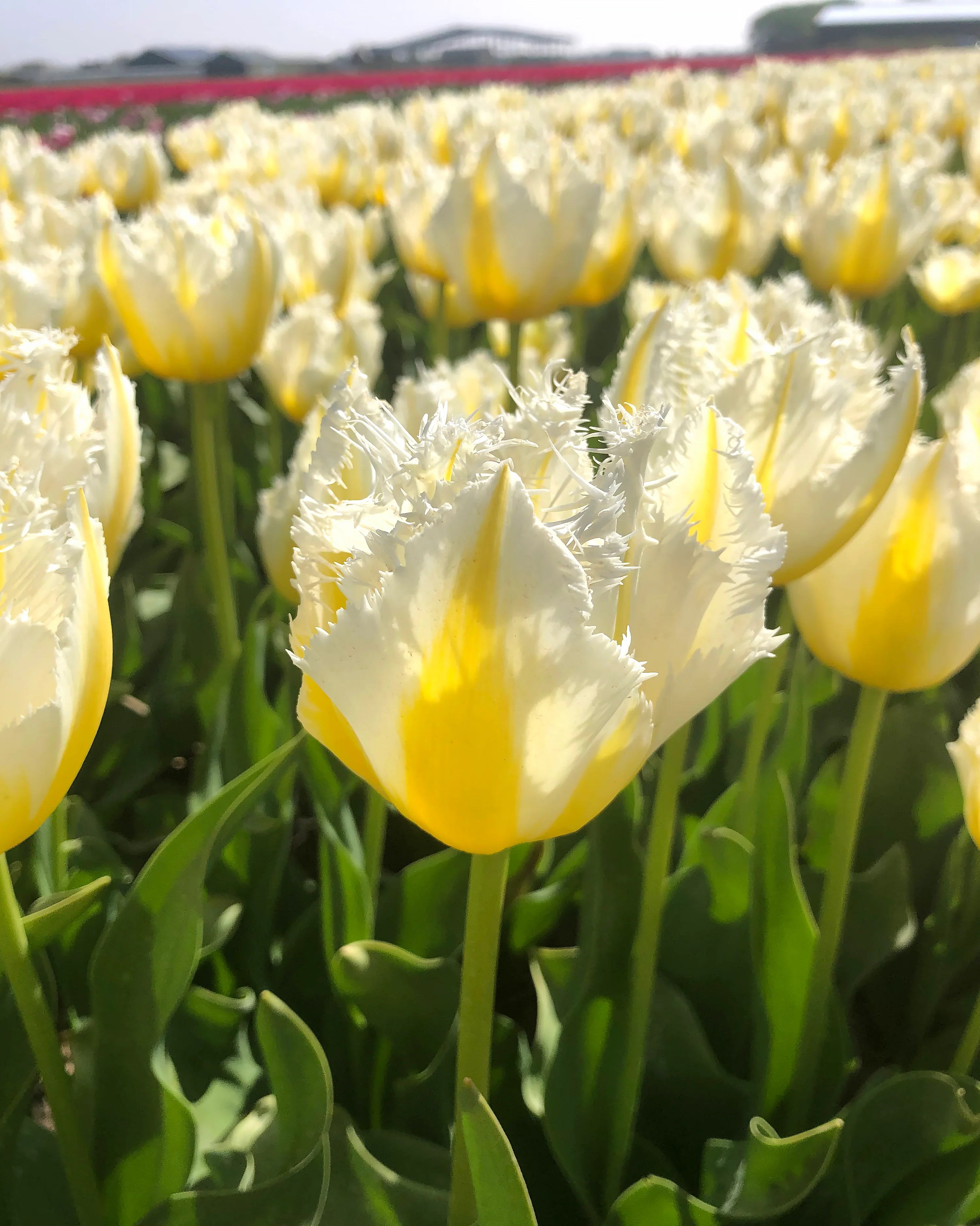 Tulip 'Lemon Beauty' - Image 5