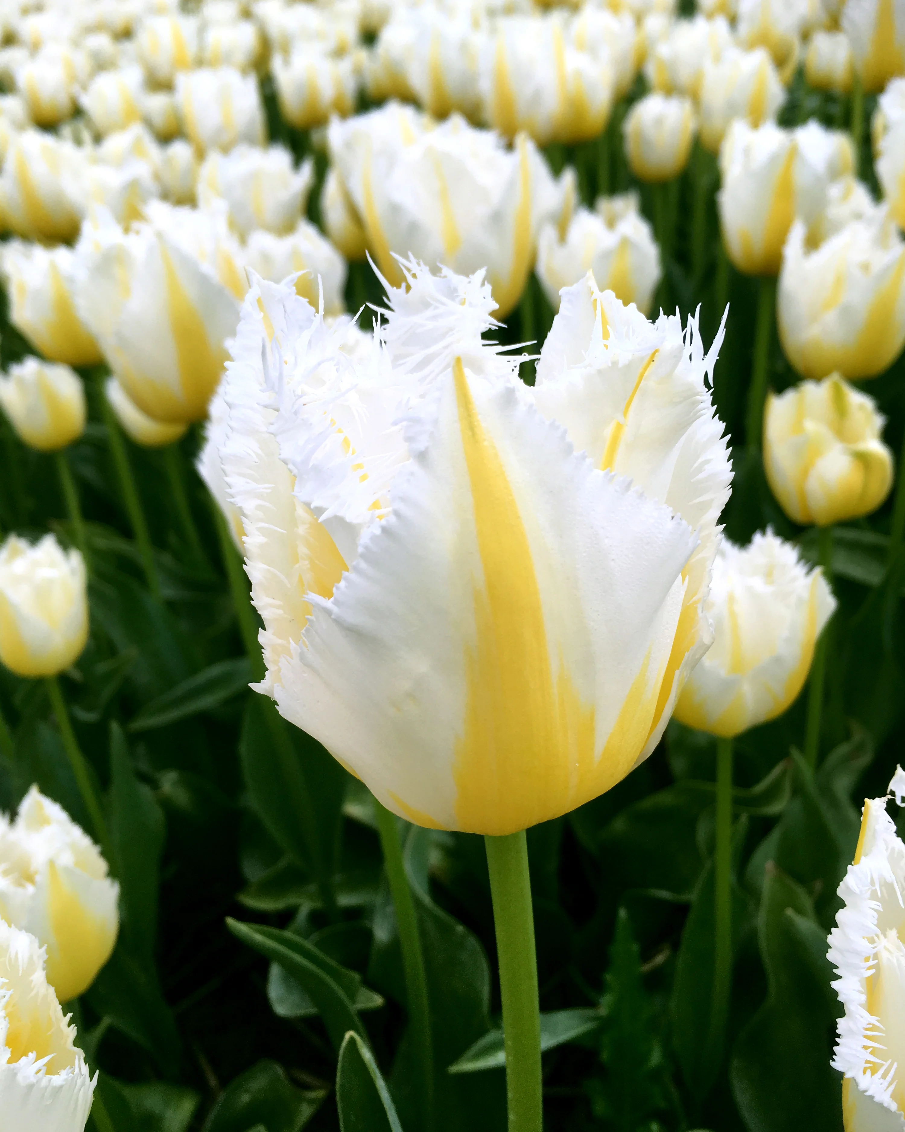 Tulip 'Lemon Beauty' - Image 7