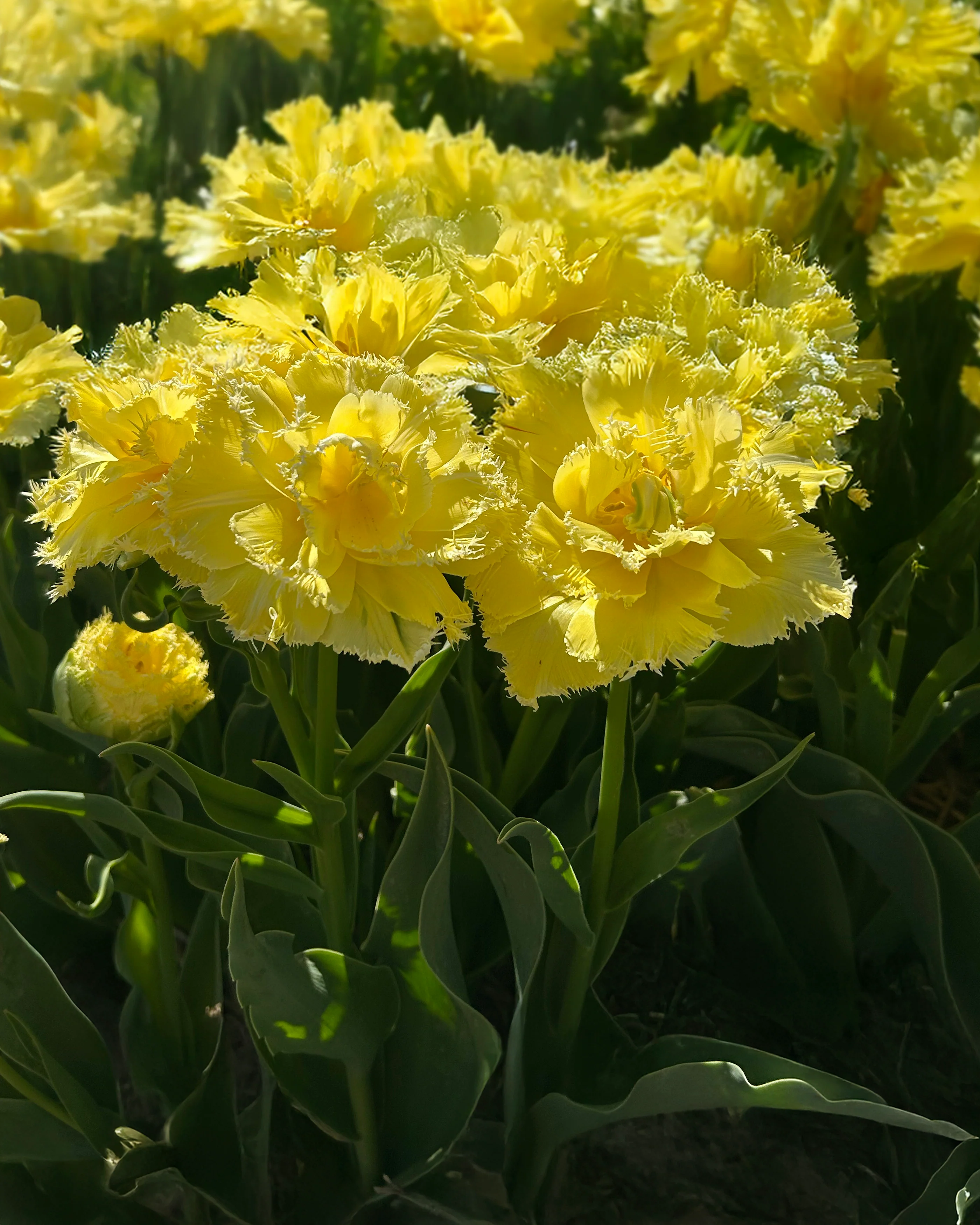 Tulip 'Lemon Shoot' - Image 4