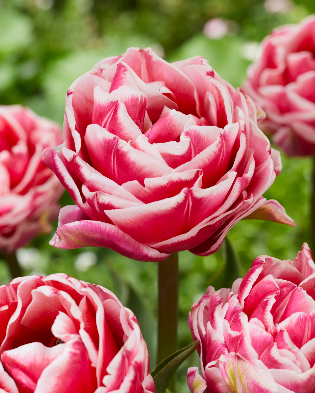 Tulip 'Let's Dance' - Image 2