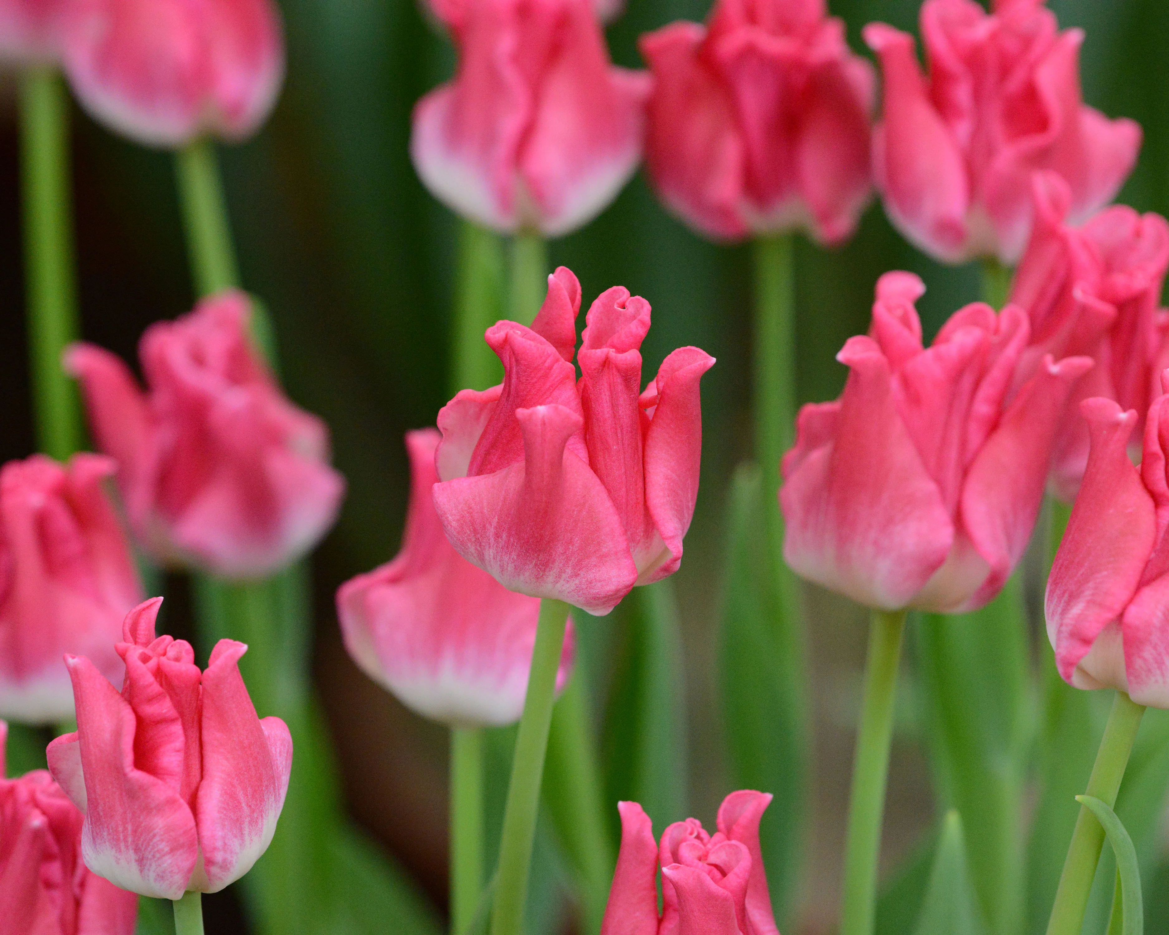 Tulip 'Liberstar' - Image 2