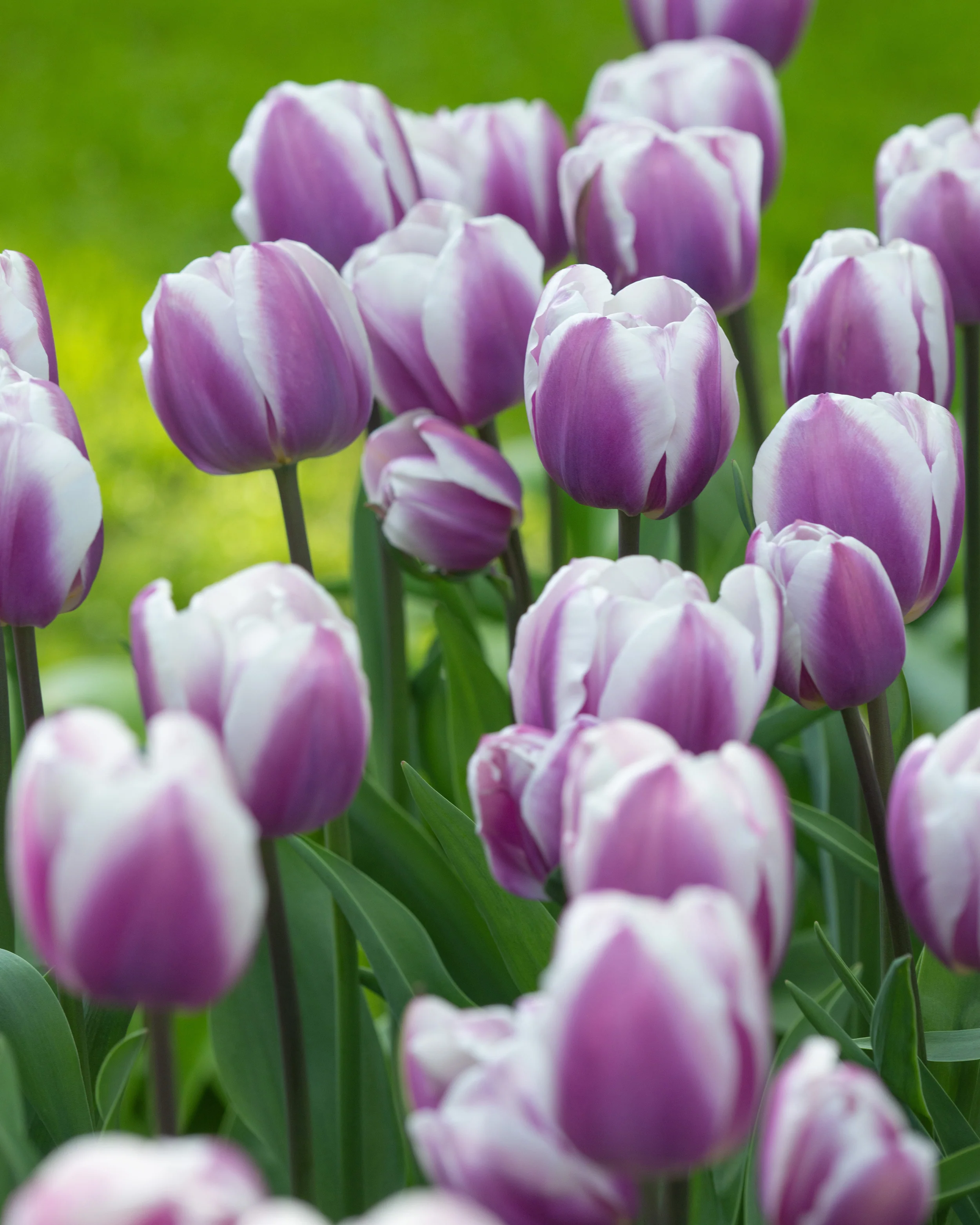Tulip 'Librije' - Image 10