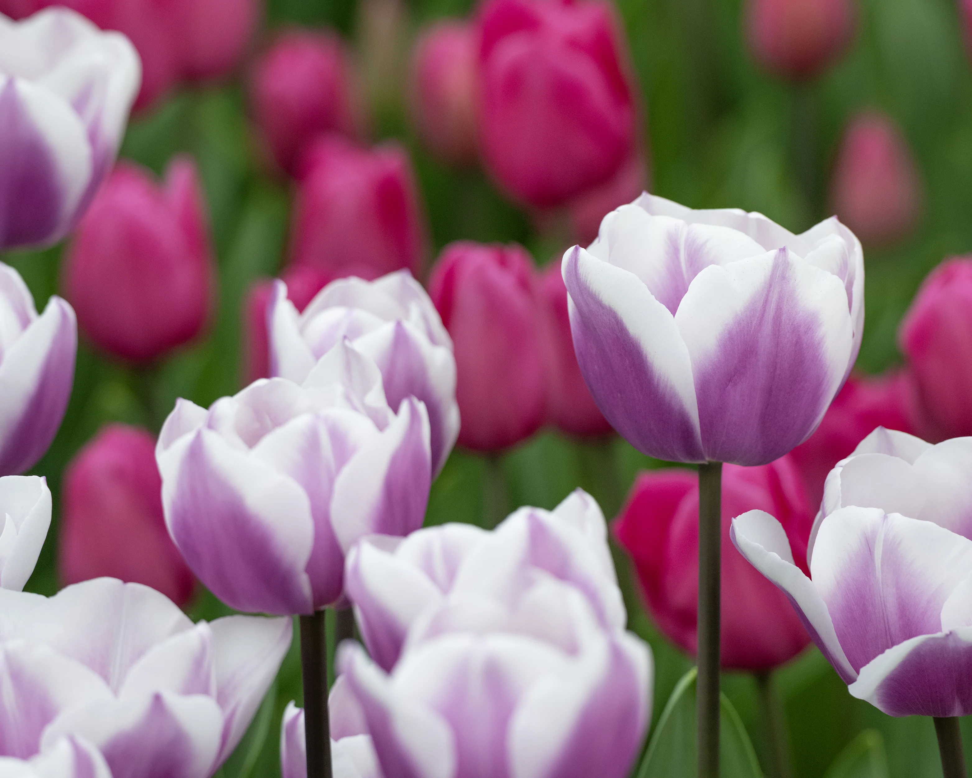 Tulip 'Librije' - Image 14