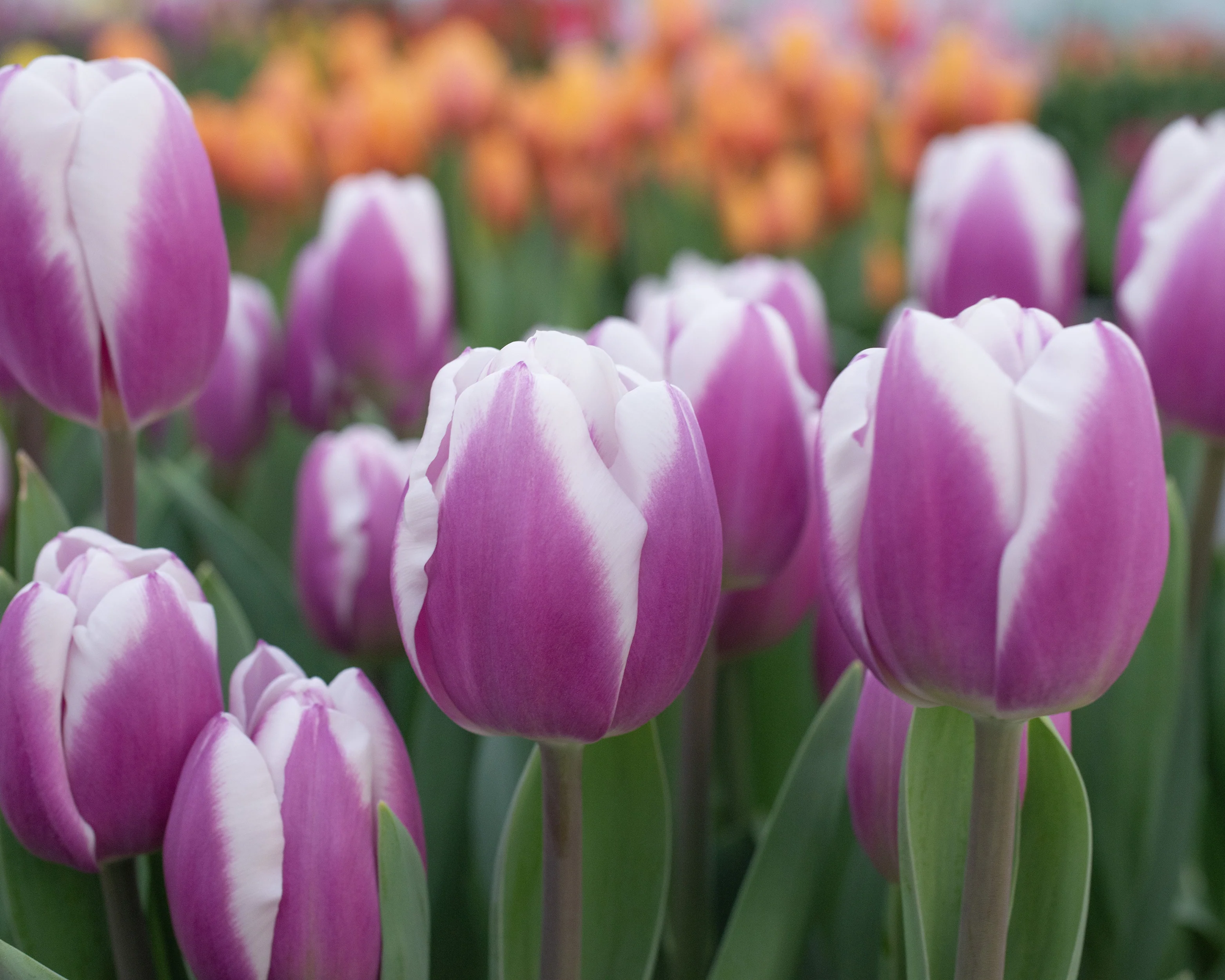 Tulip 'Librije' - Image 5