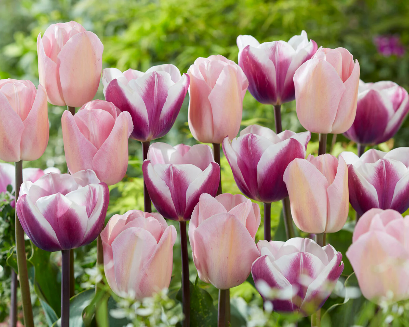 Tulip 'Librije' - Image 7