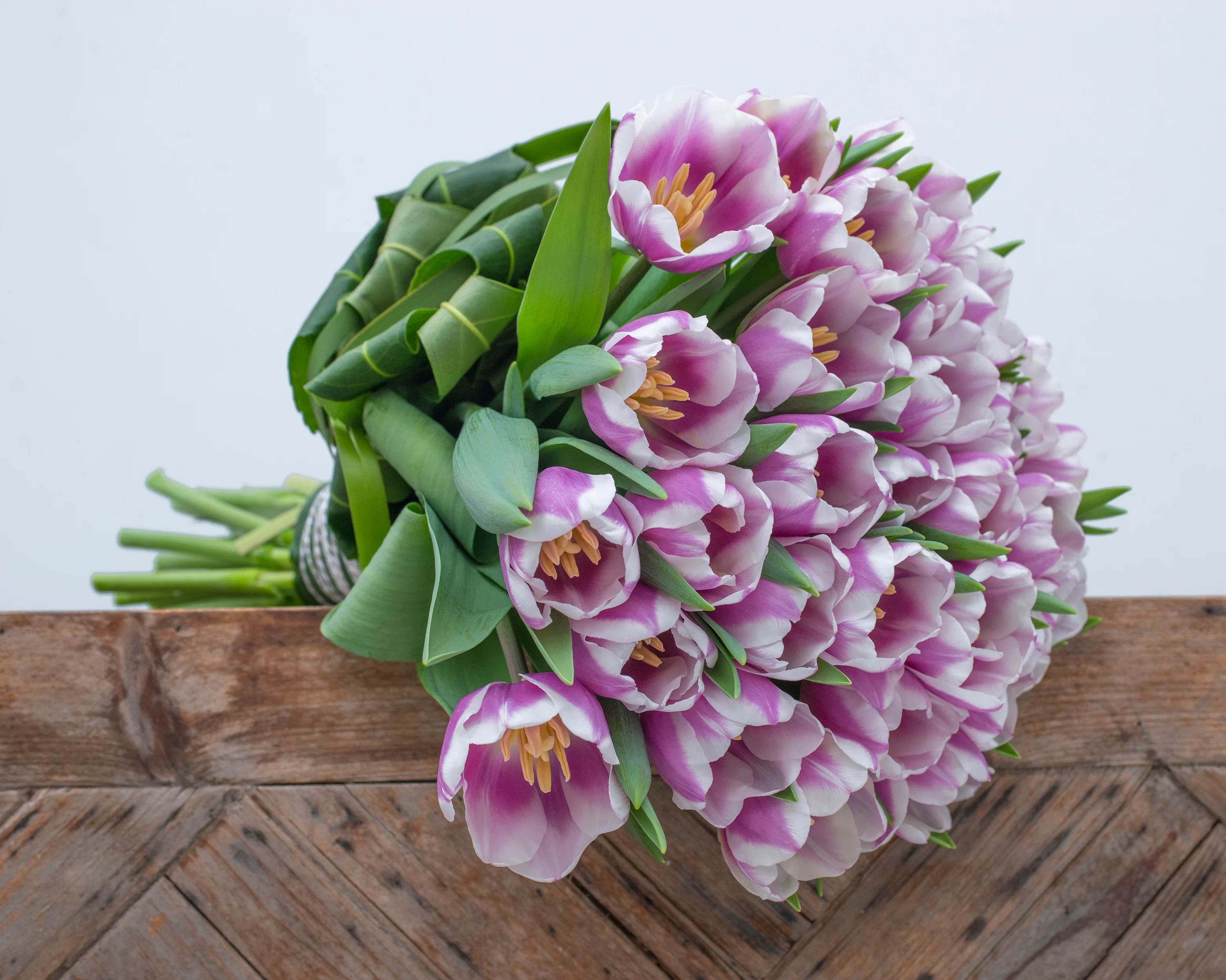 Tulip 'Librije' - Image 8
