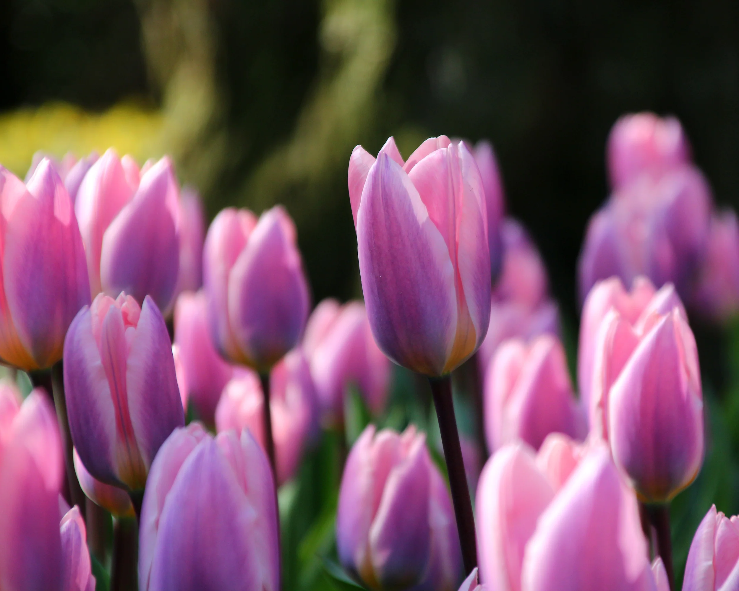 Tulip 'Light and Dreamy' - Image 3