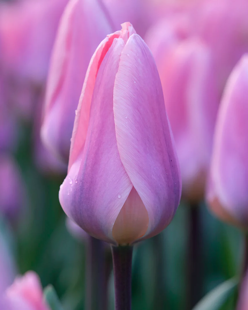 Tulip 'Light and Dreamy' - Image 4