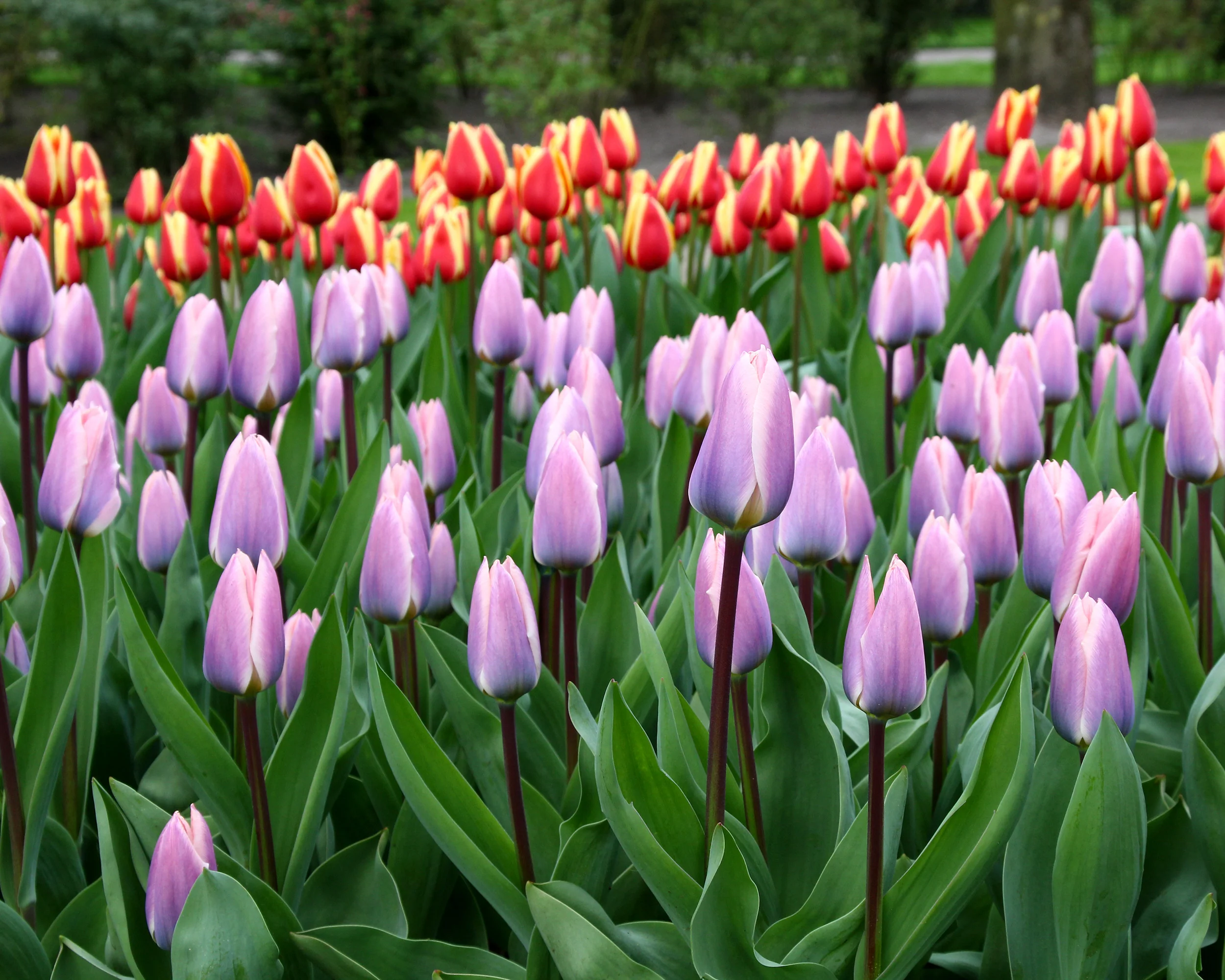 Tulip 'Light and Dreamy' - Image 5