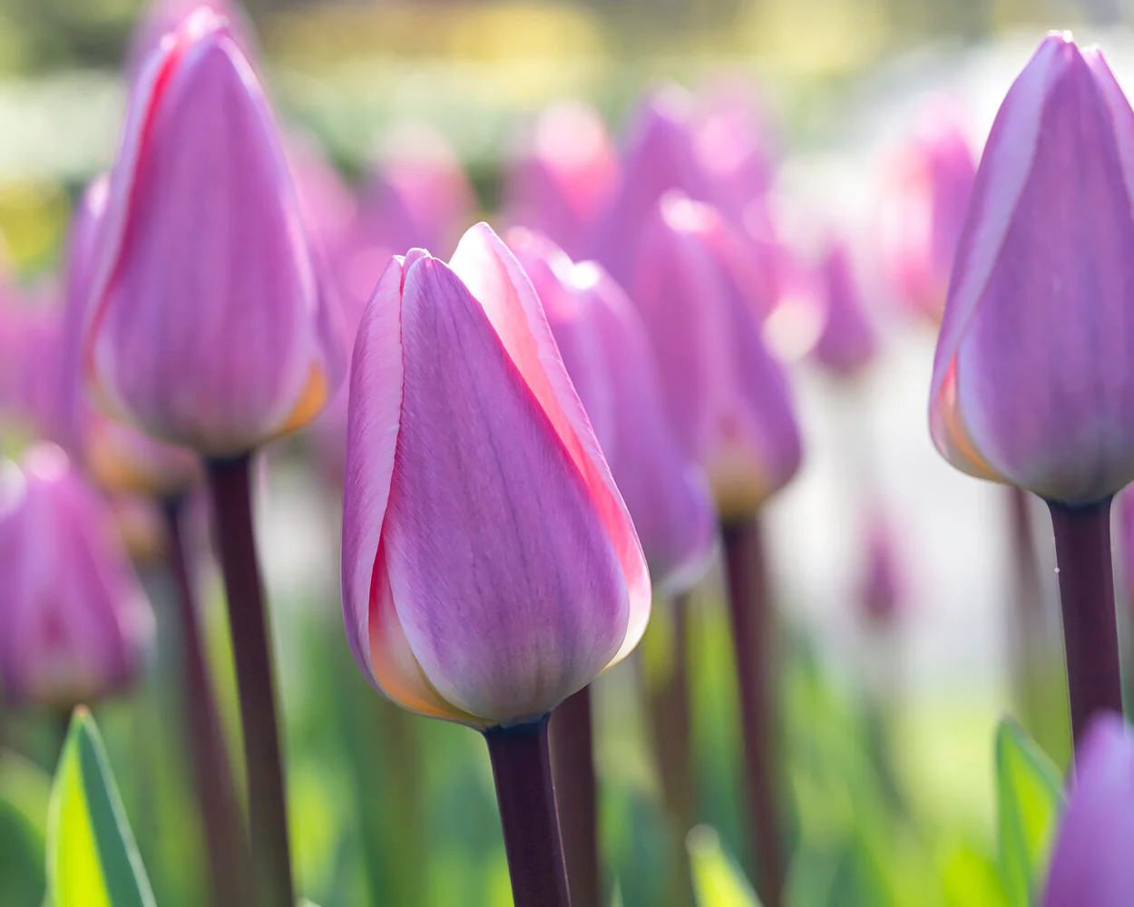 Tulip 'Light and Dreamy' - Image 7