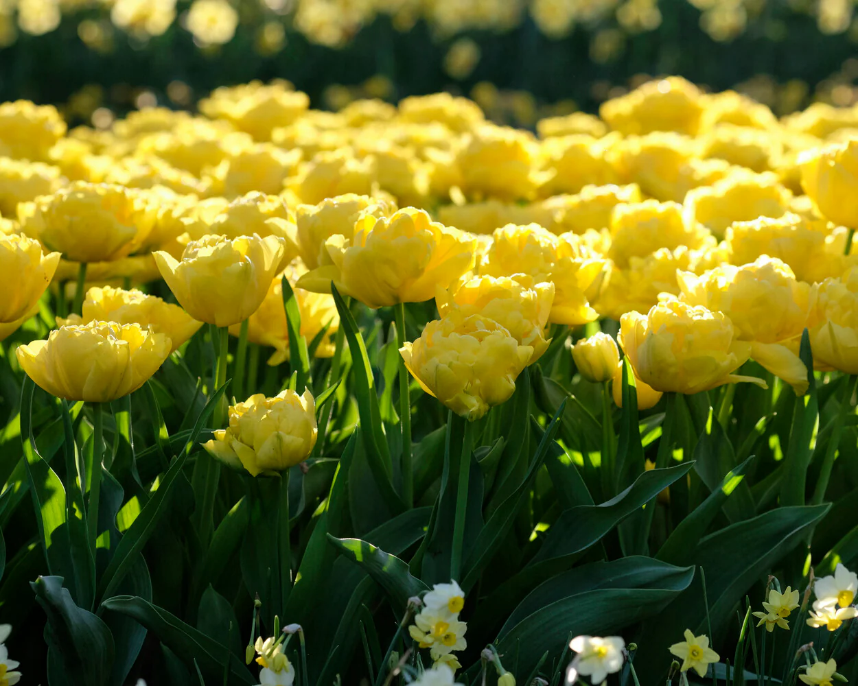 Tulip 'Limousine' - Image 2