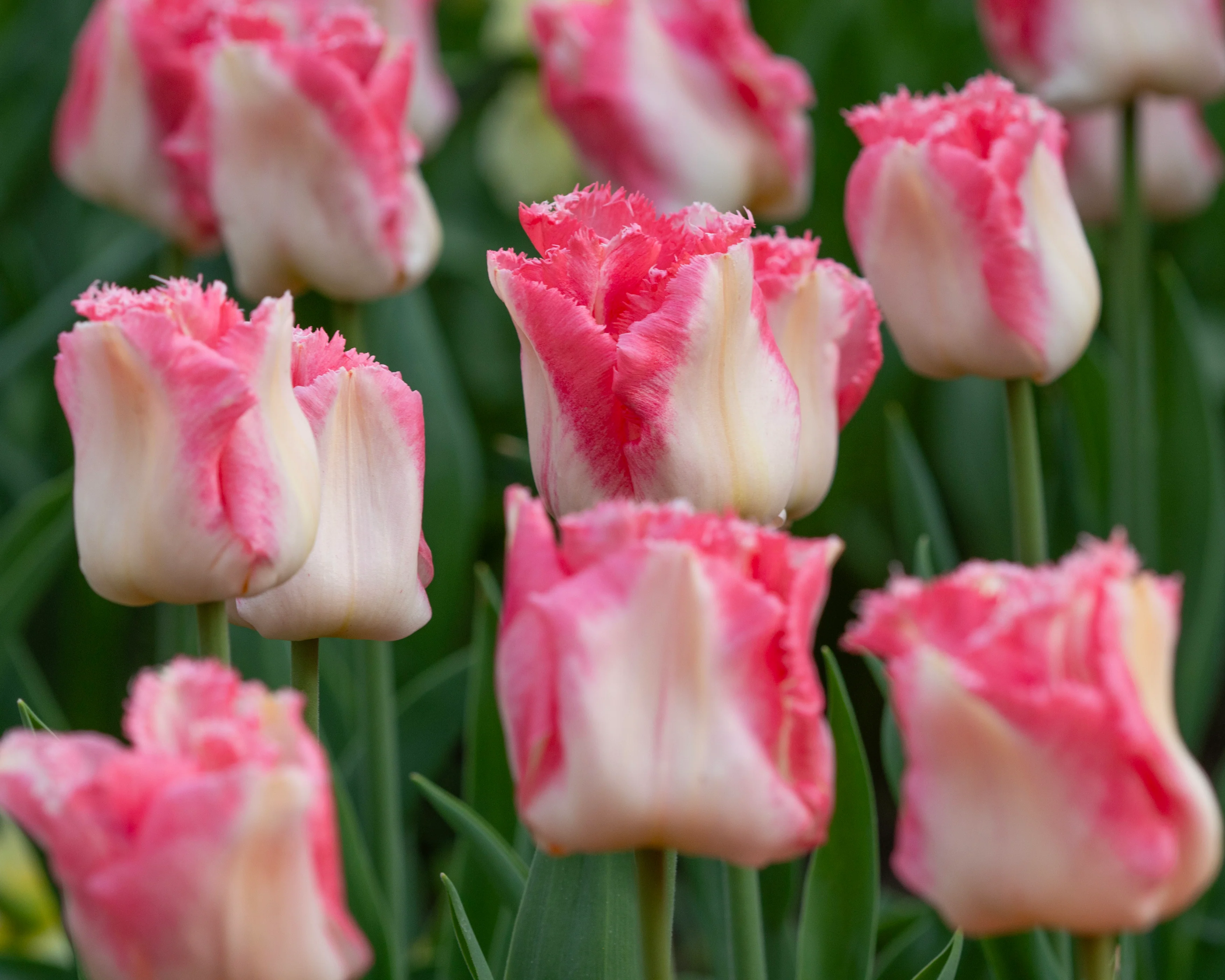 Tulip 'Lingerie' - Image 3