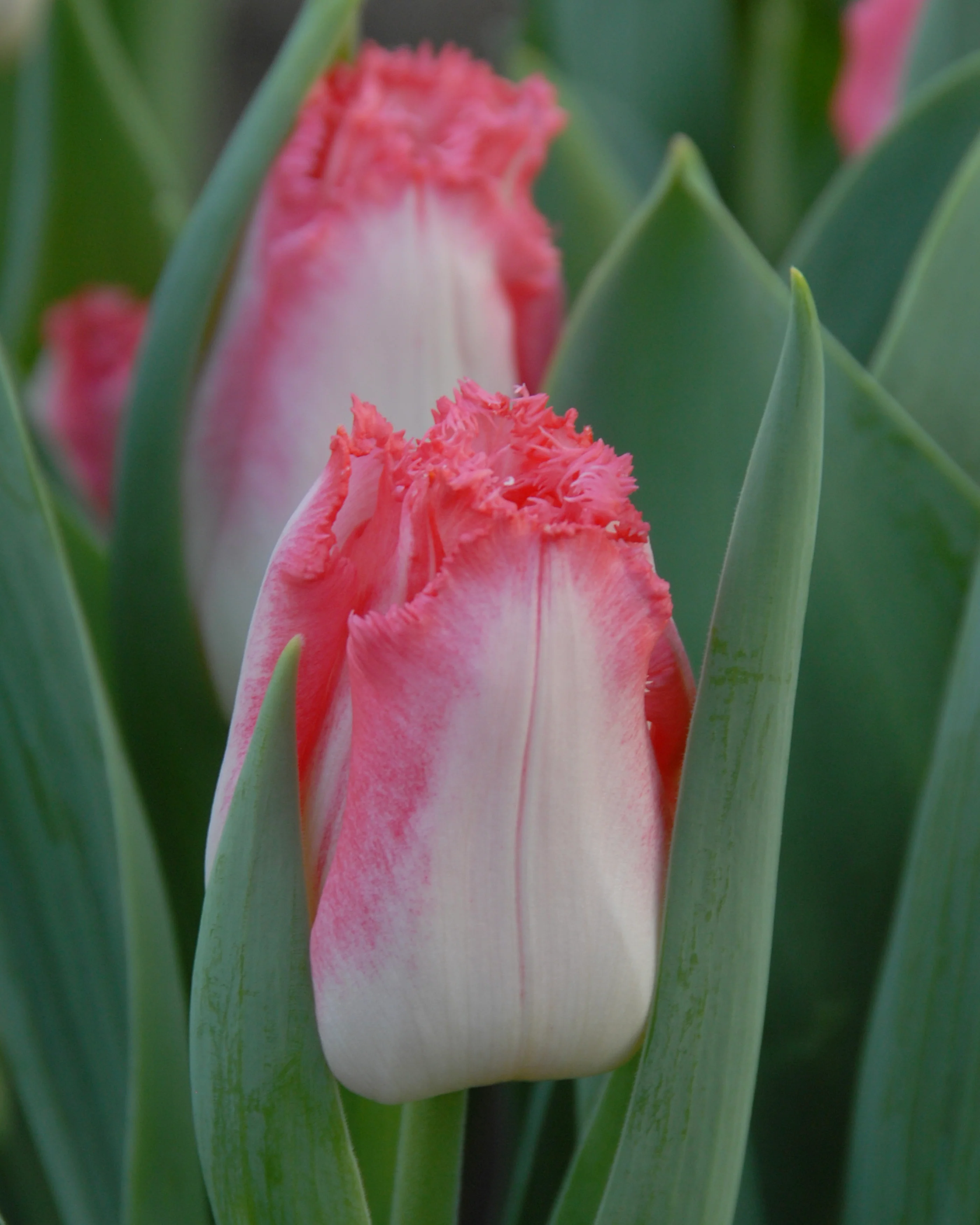 Tulip 'Lingerie' - Image 5