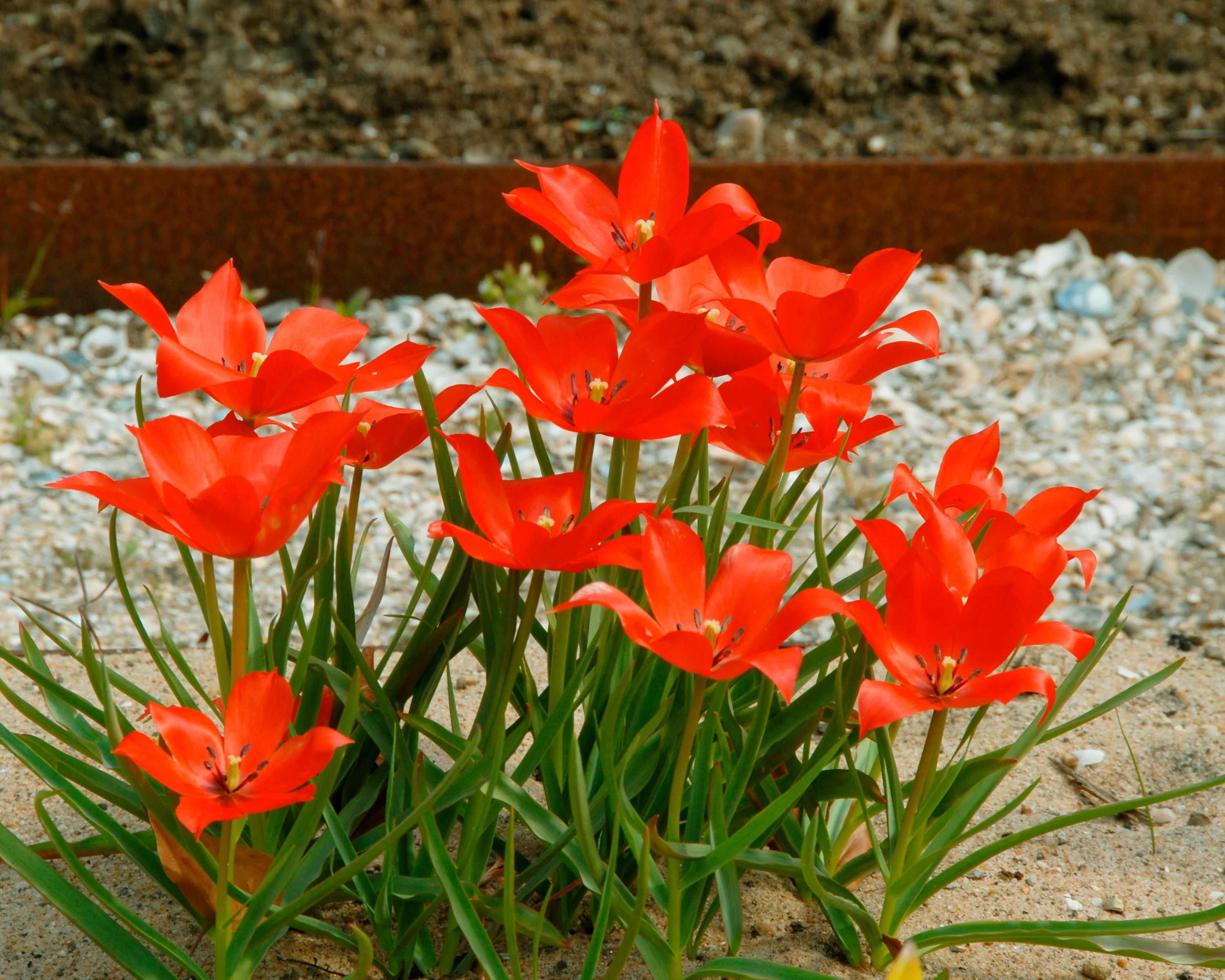 Tulip linifolia - Image 2