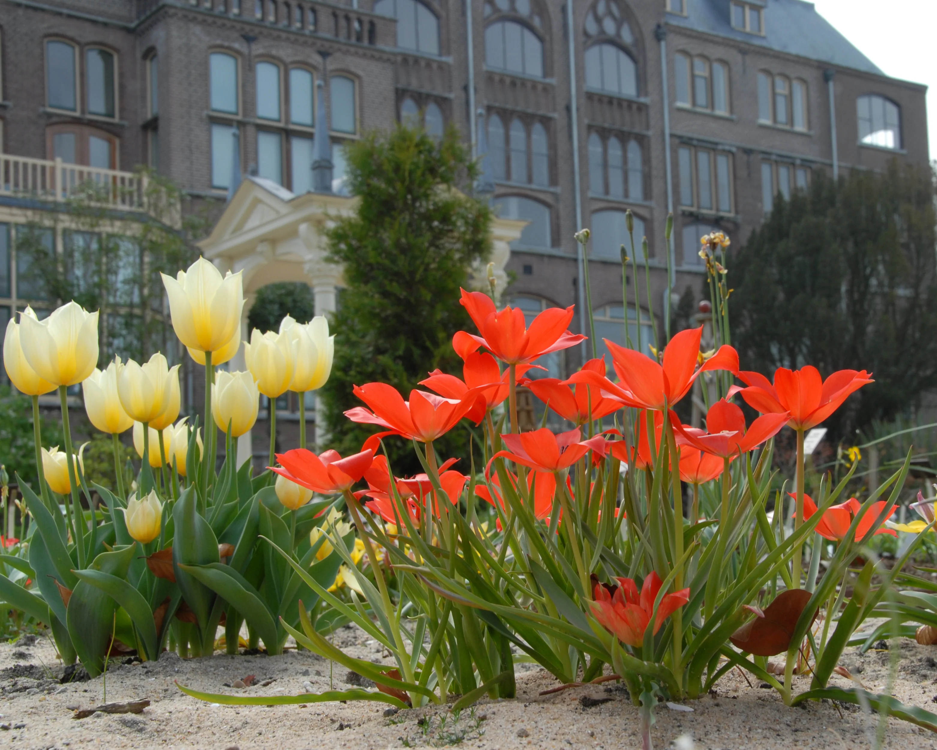 Tulip linifolia - Image 4