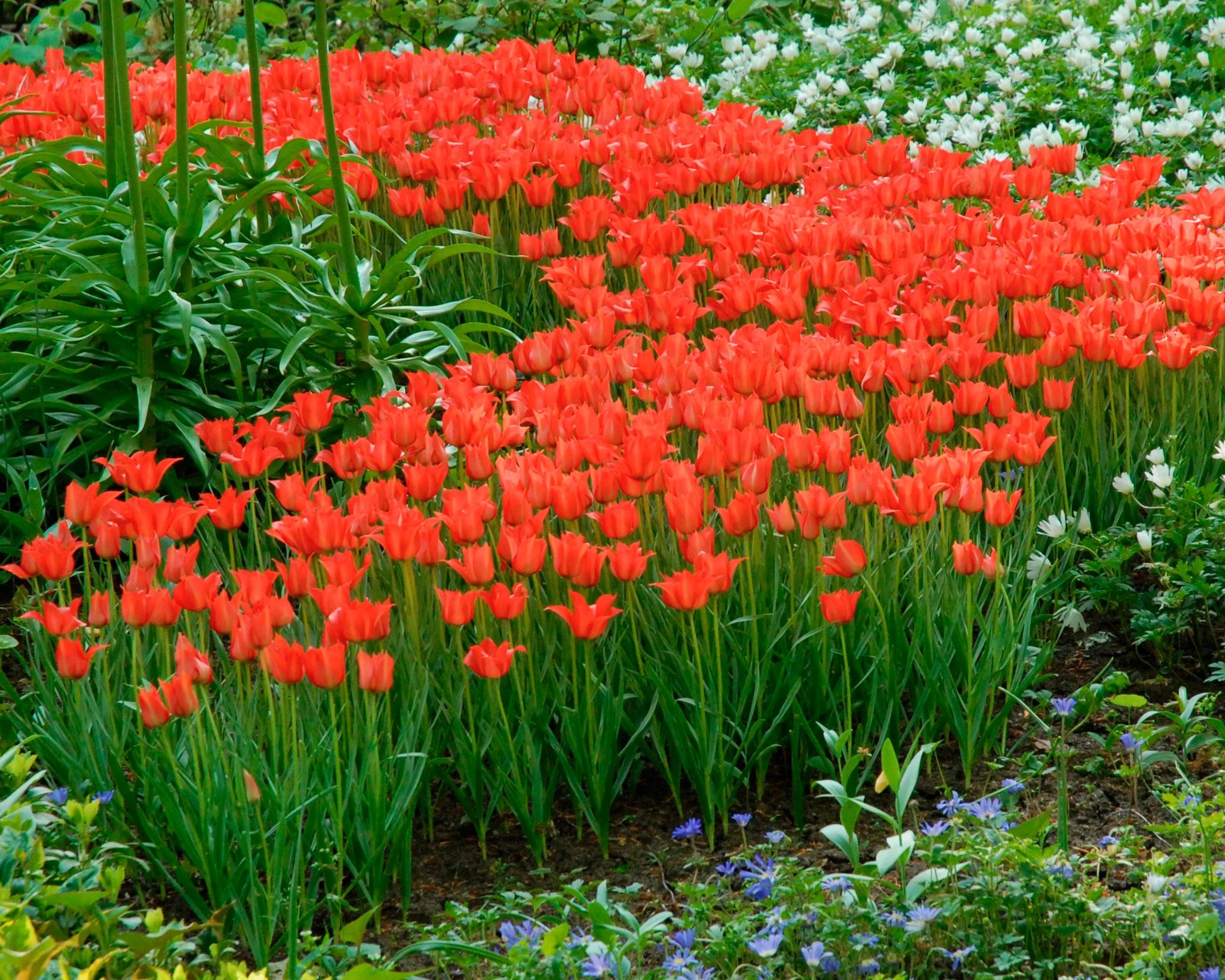 Tulip linifolia - Image 5