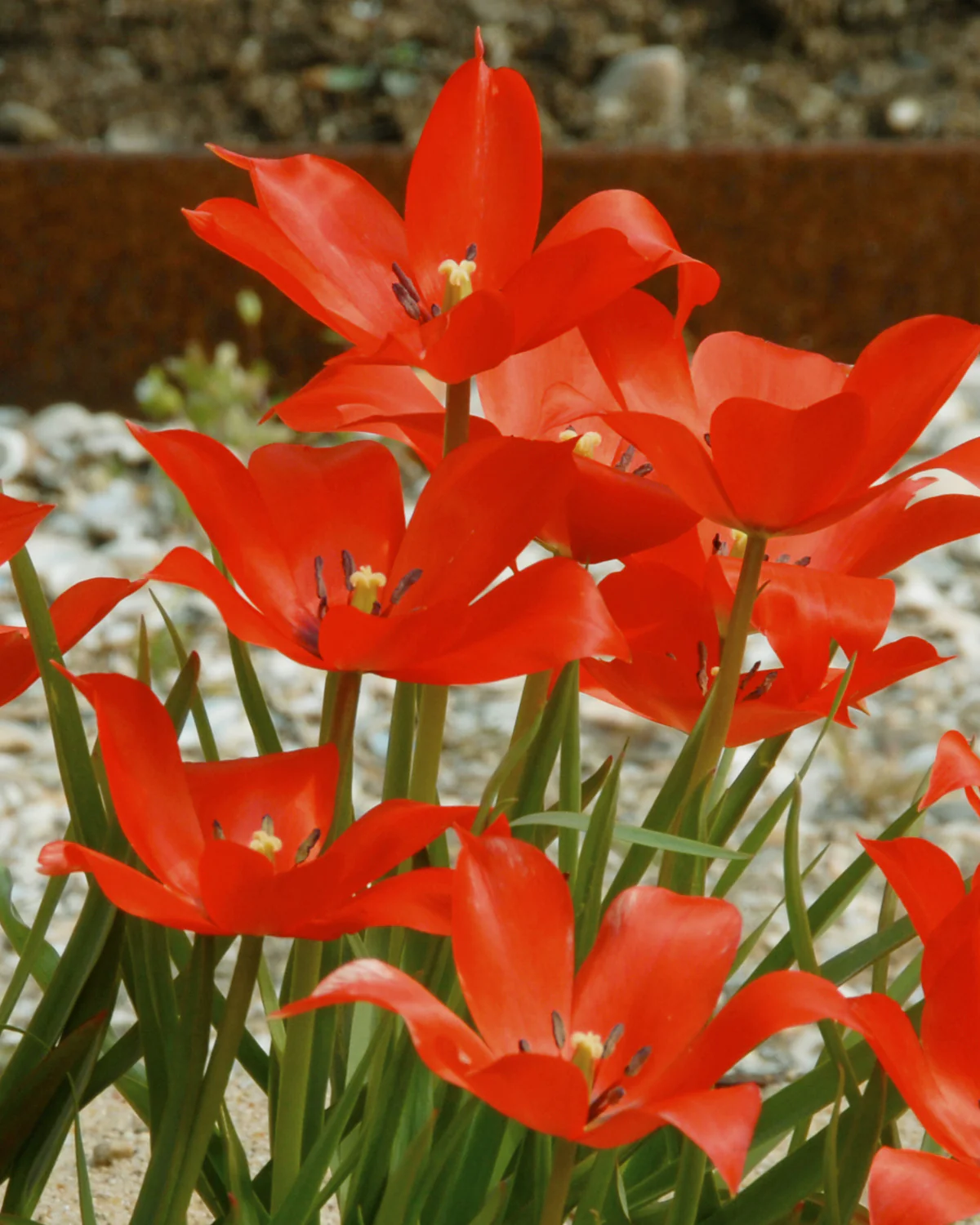 Tulip linifolia - Image 6