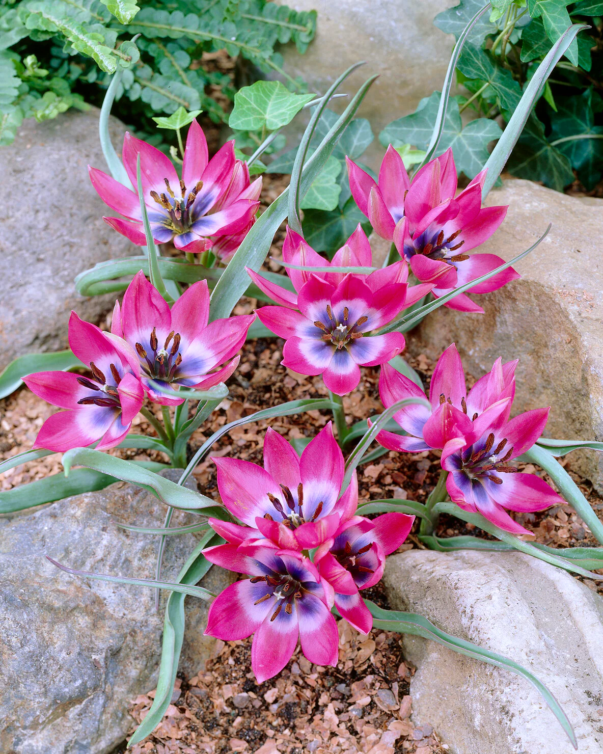 Tulip 'Little Beauty' - Image 11