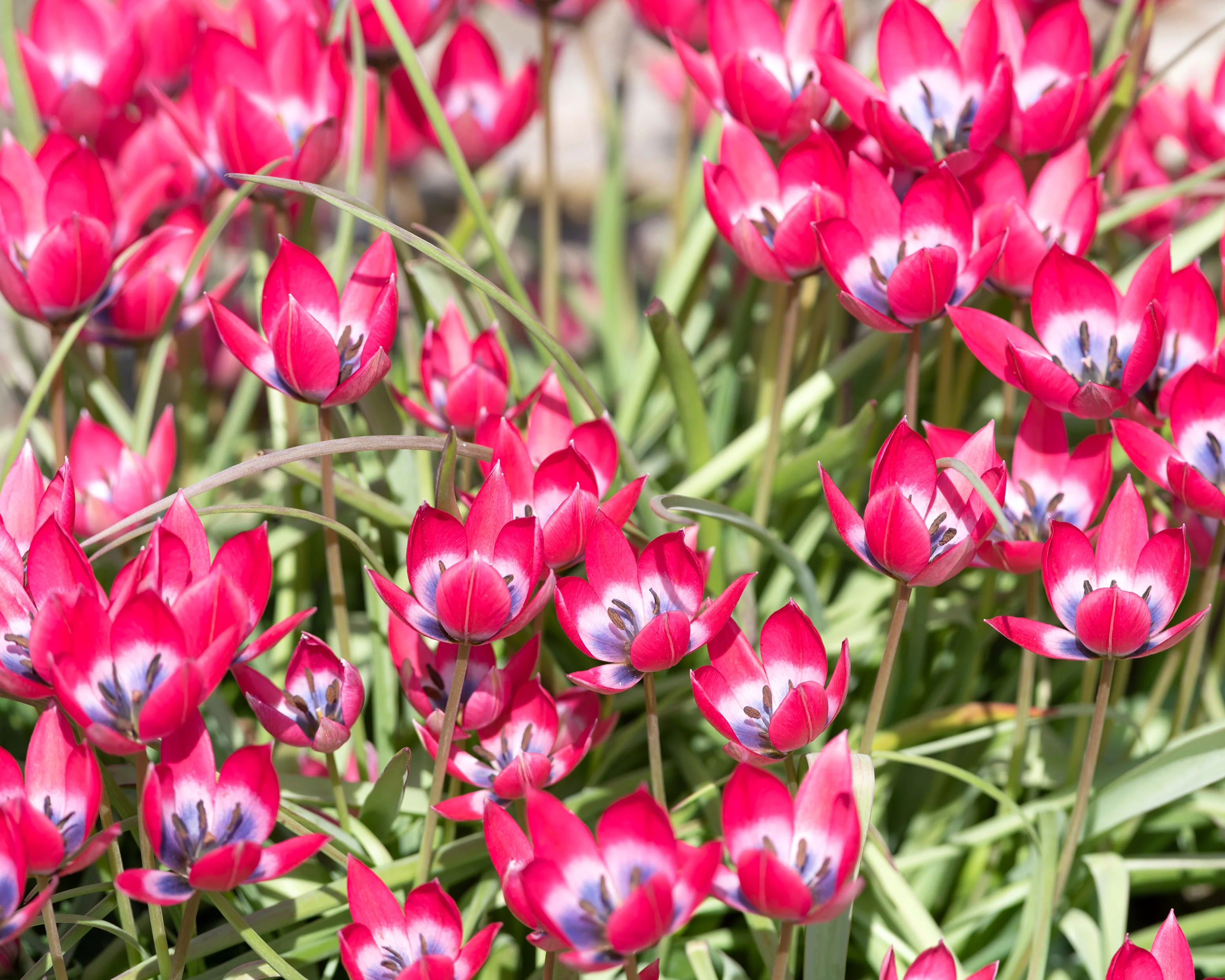 Tulip 'Little Beauty' - Image 12
