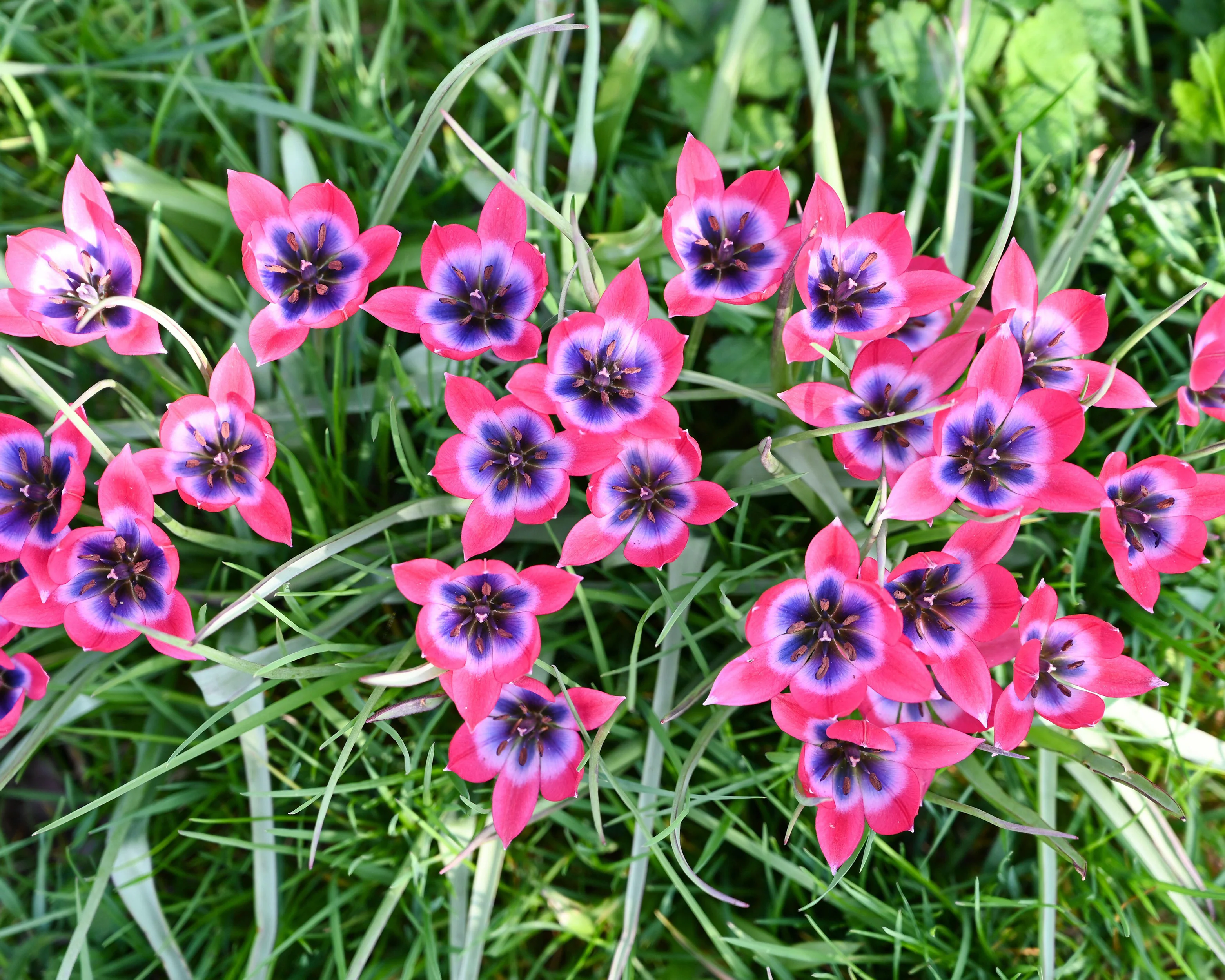 Tulip 'Little Beauty' - Image 2