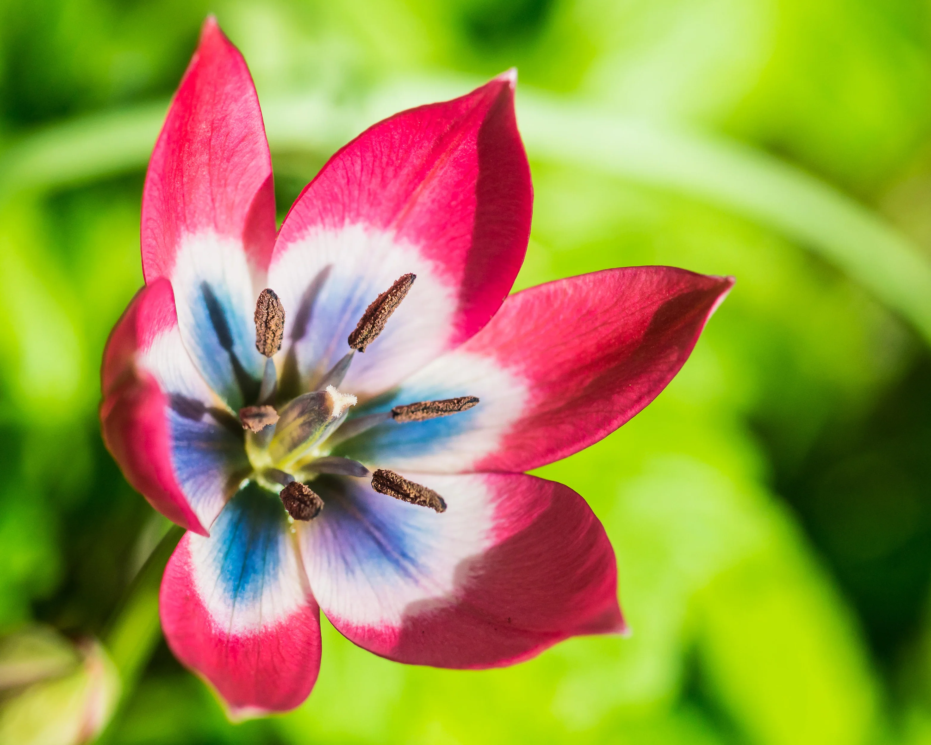 Tulip 'Little Beauty' - Image 3