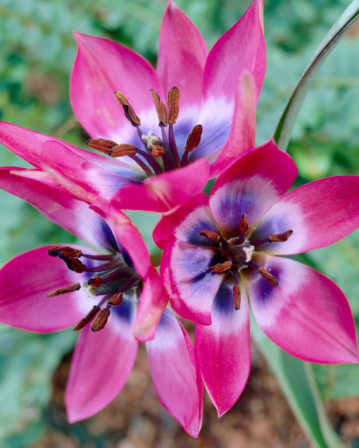 Tulip 'Little Beauty' - Image 5