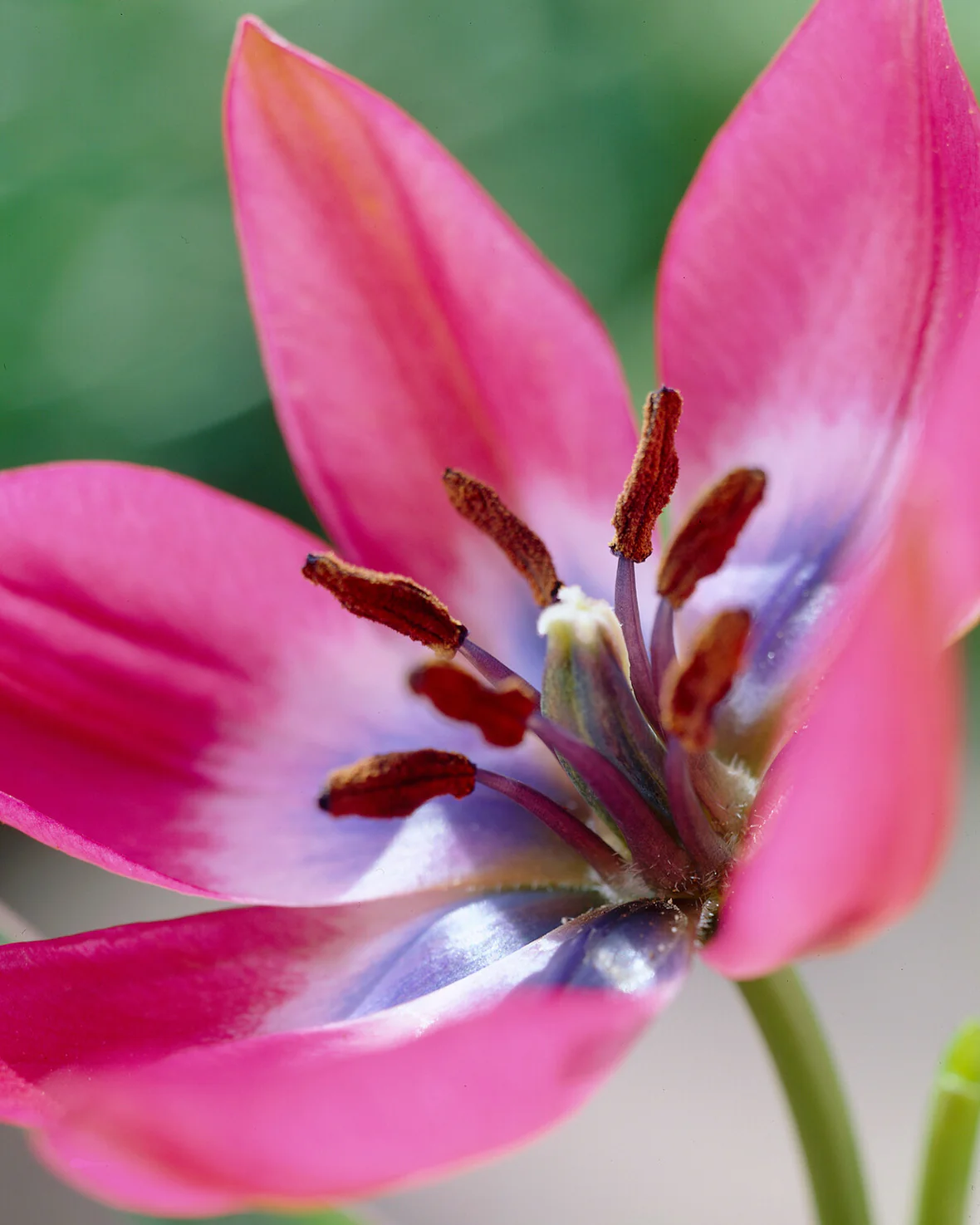 Tulip 'Little Beauty' - Image 6