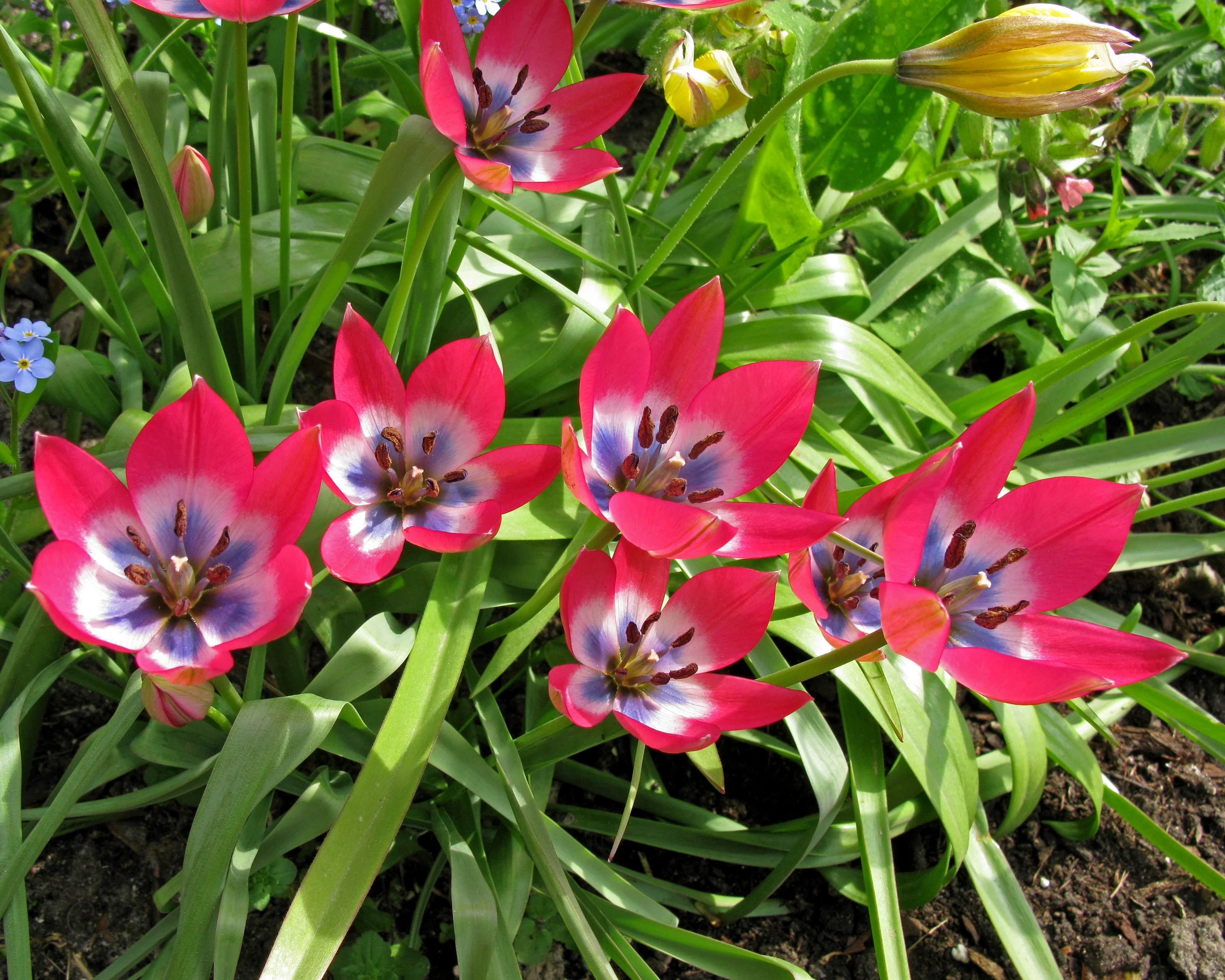 Tulip 'Little Beauty' - Image 9