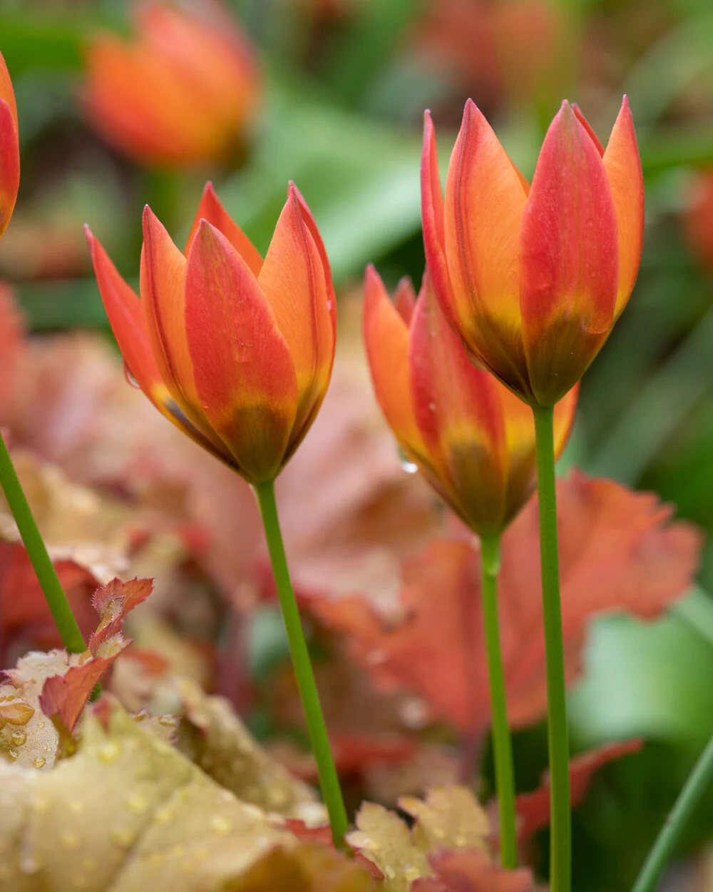 Tulip 'Little Princess' - Image 4