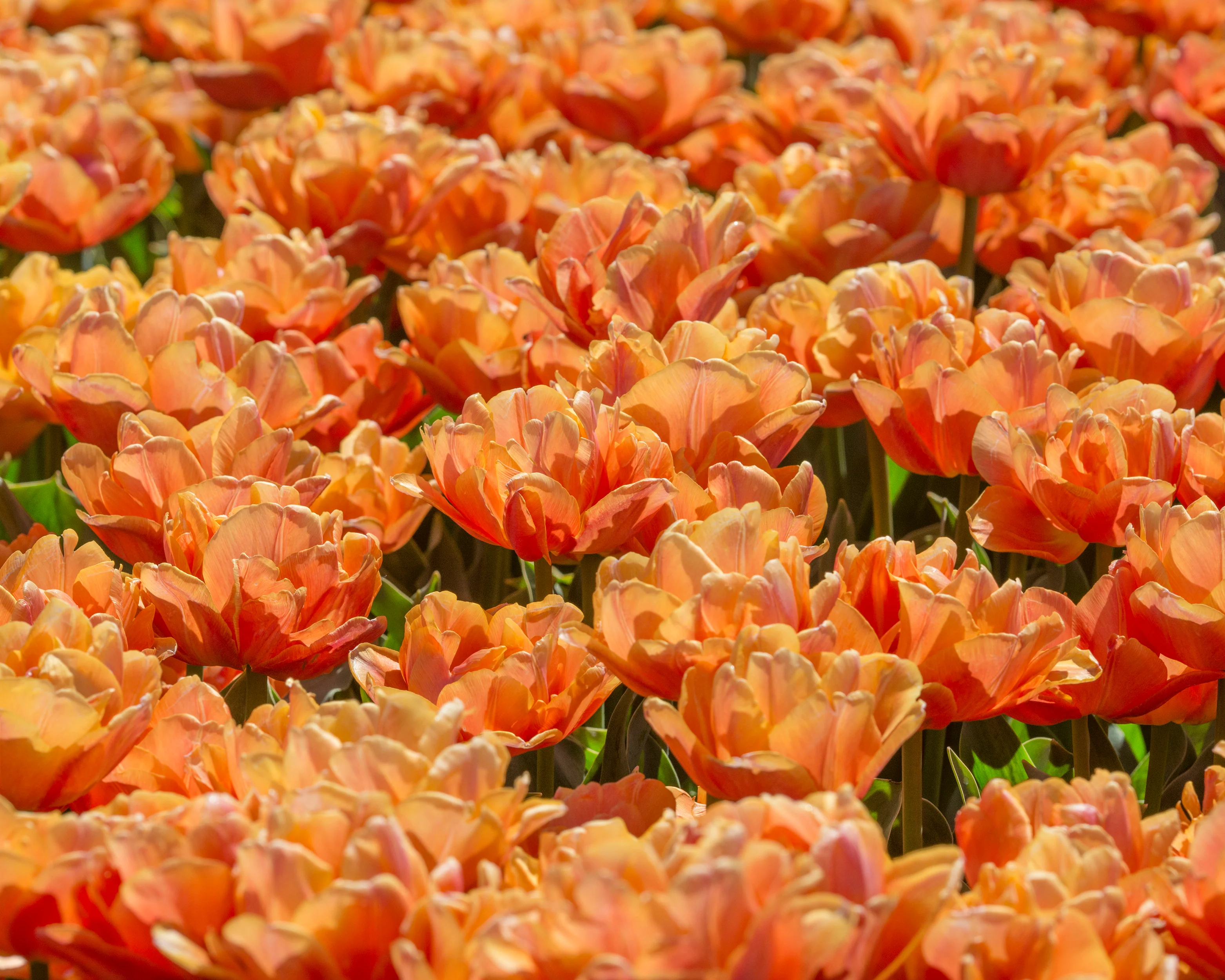 Tulip 'Lorenzo' - Image 13