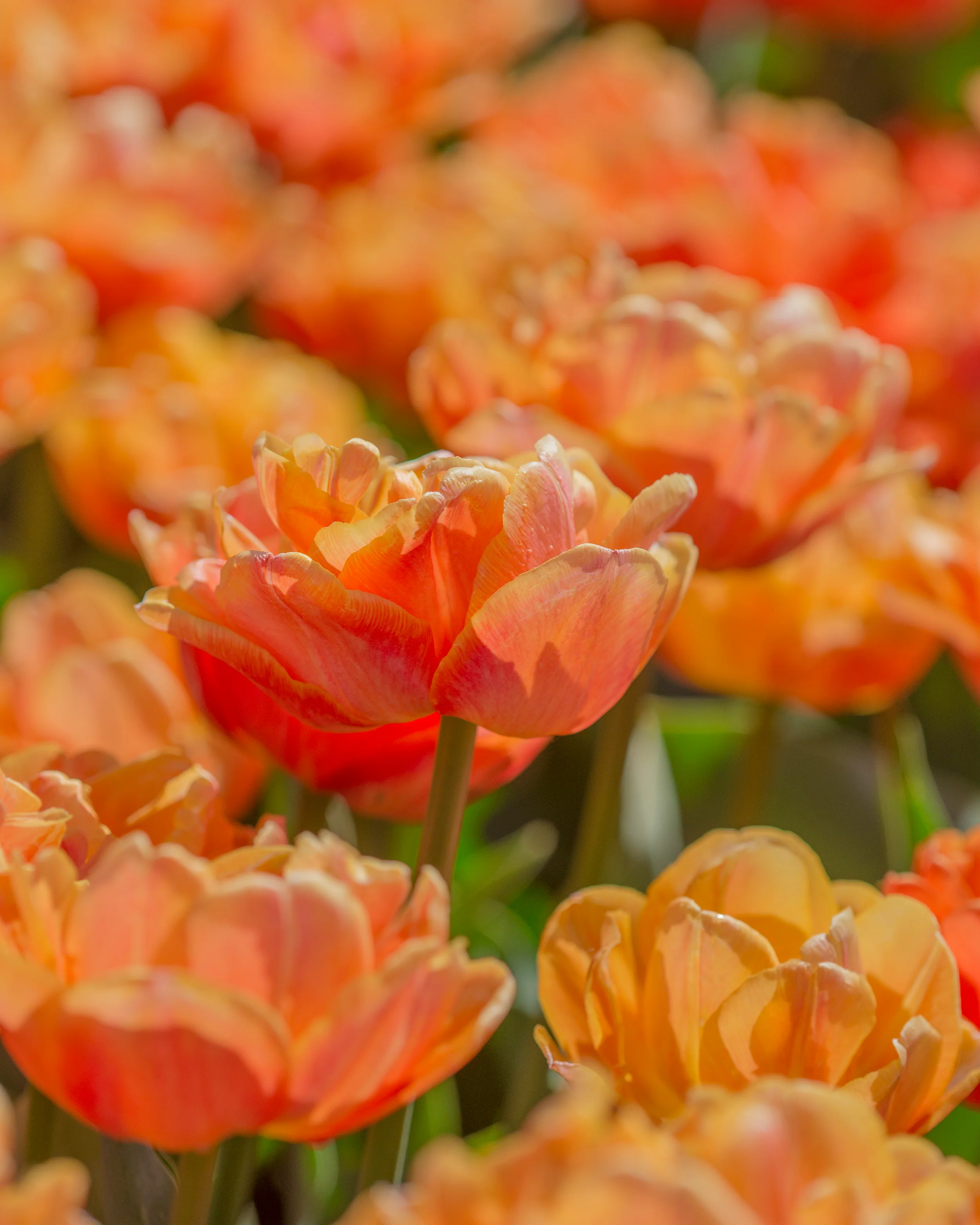 Tulip 'Lorenzo' - Image 14