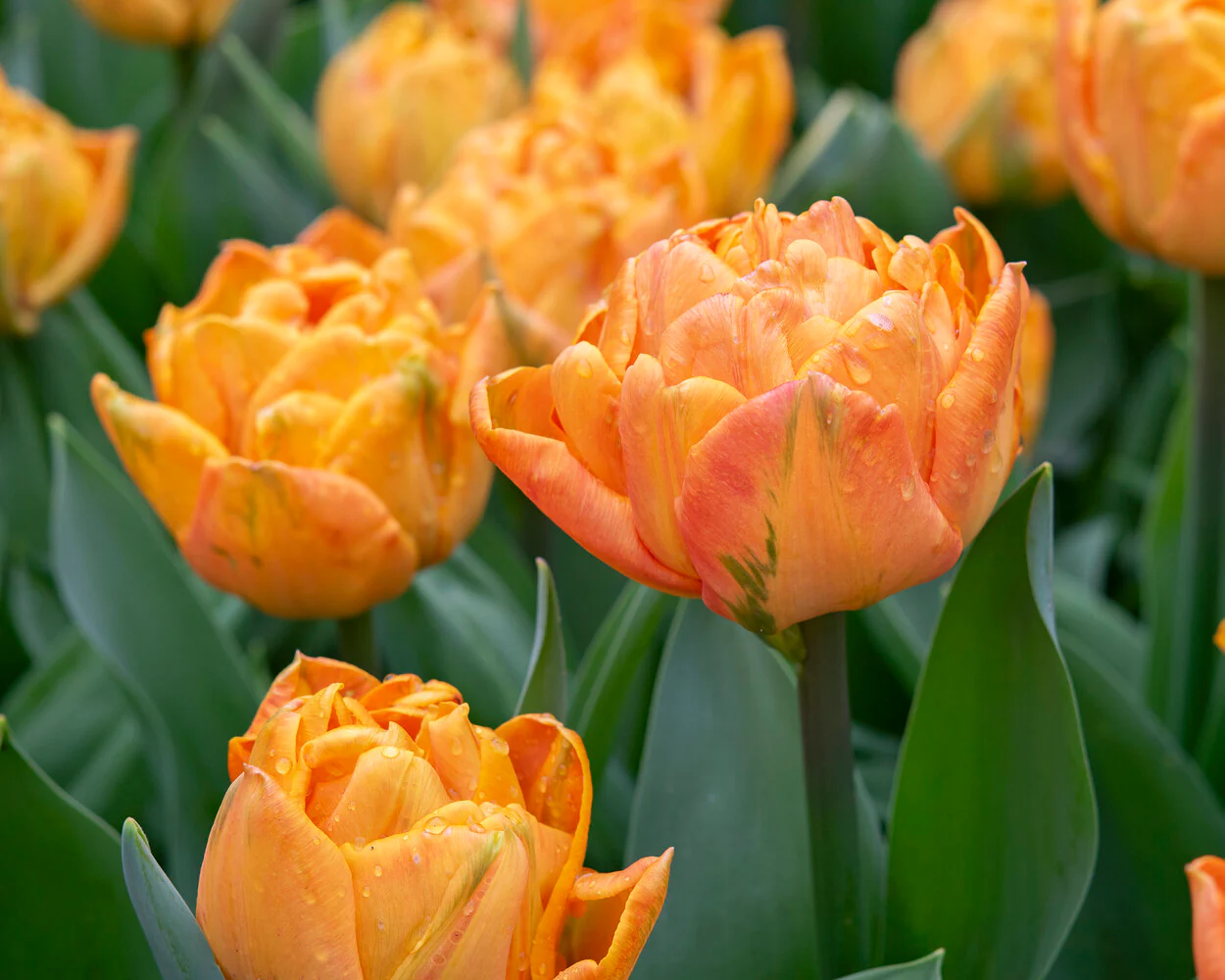 Tulip 'Lorenzo' - Image 3