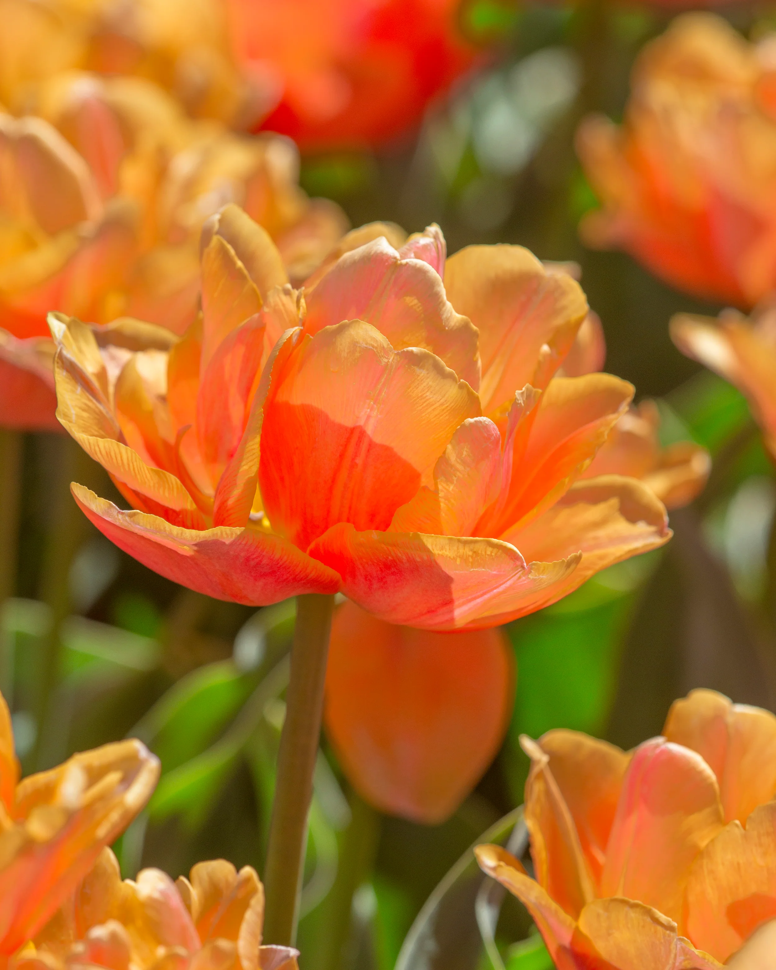 Tulip 'Lorenzo' - Image 5