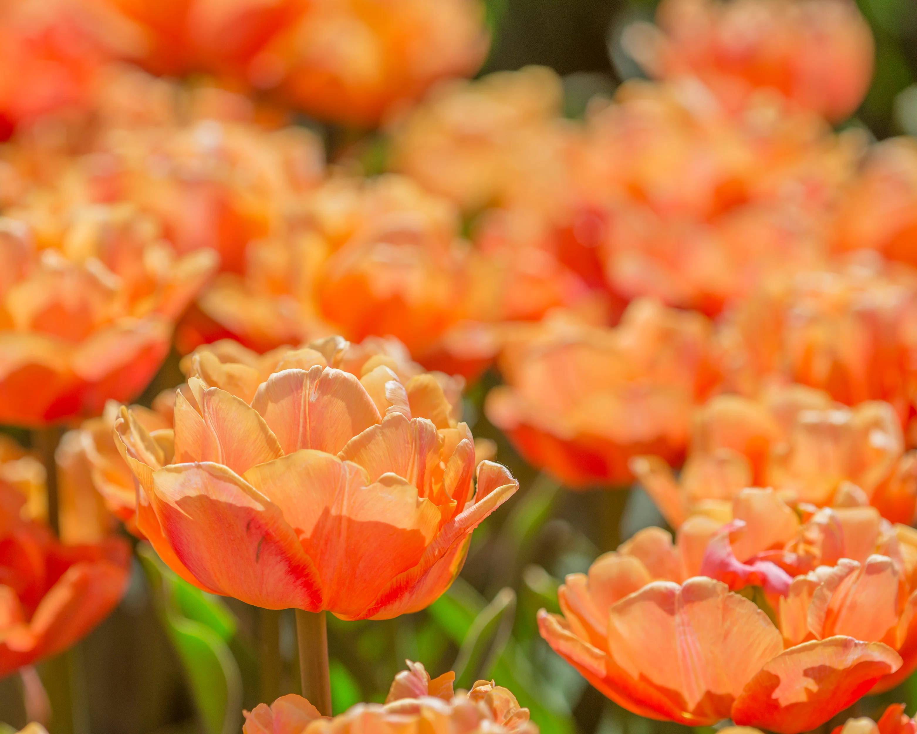 Tulip 'Lorenzo' - Image 9