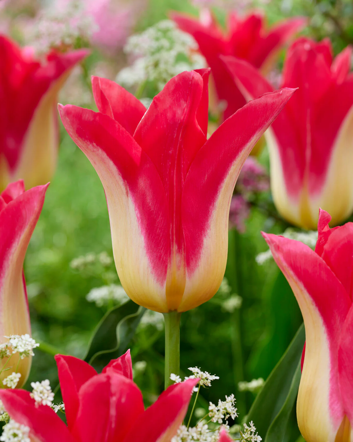 Tulip 'Love Story' - Image 2