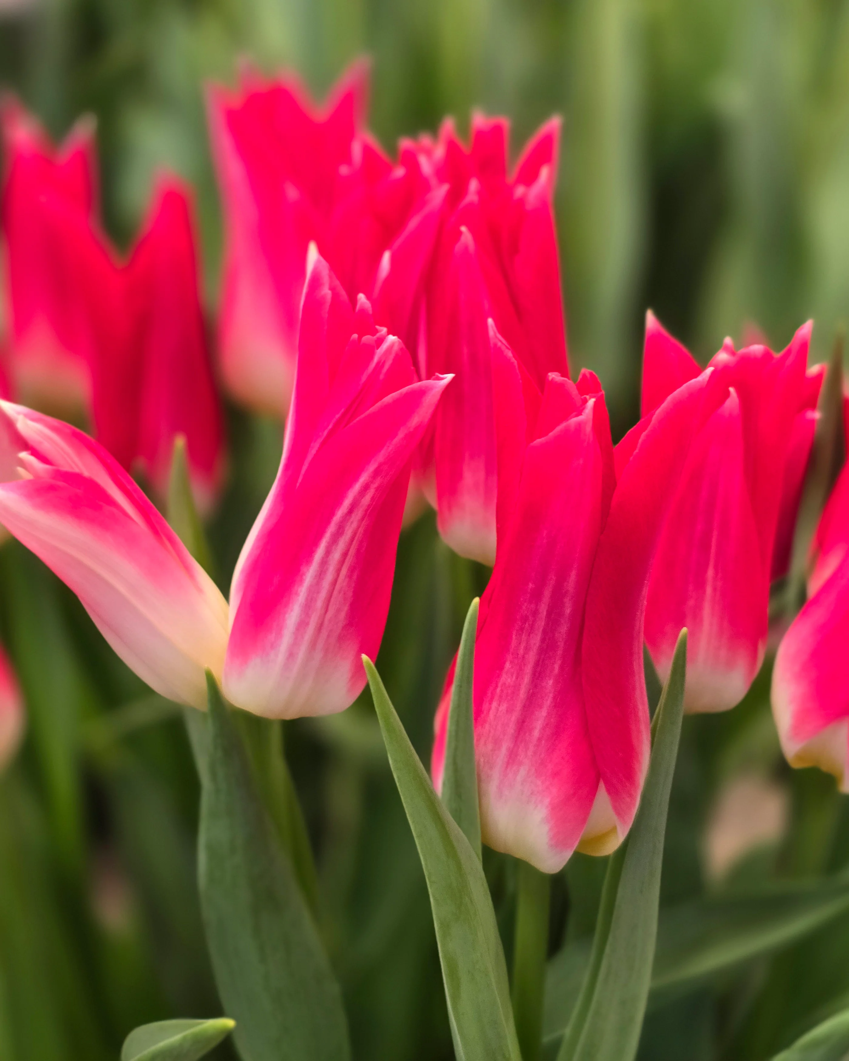 Tulip 'Love Story' - Image 5