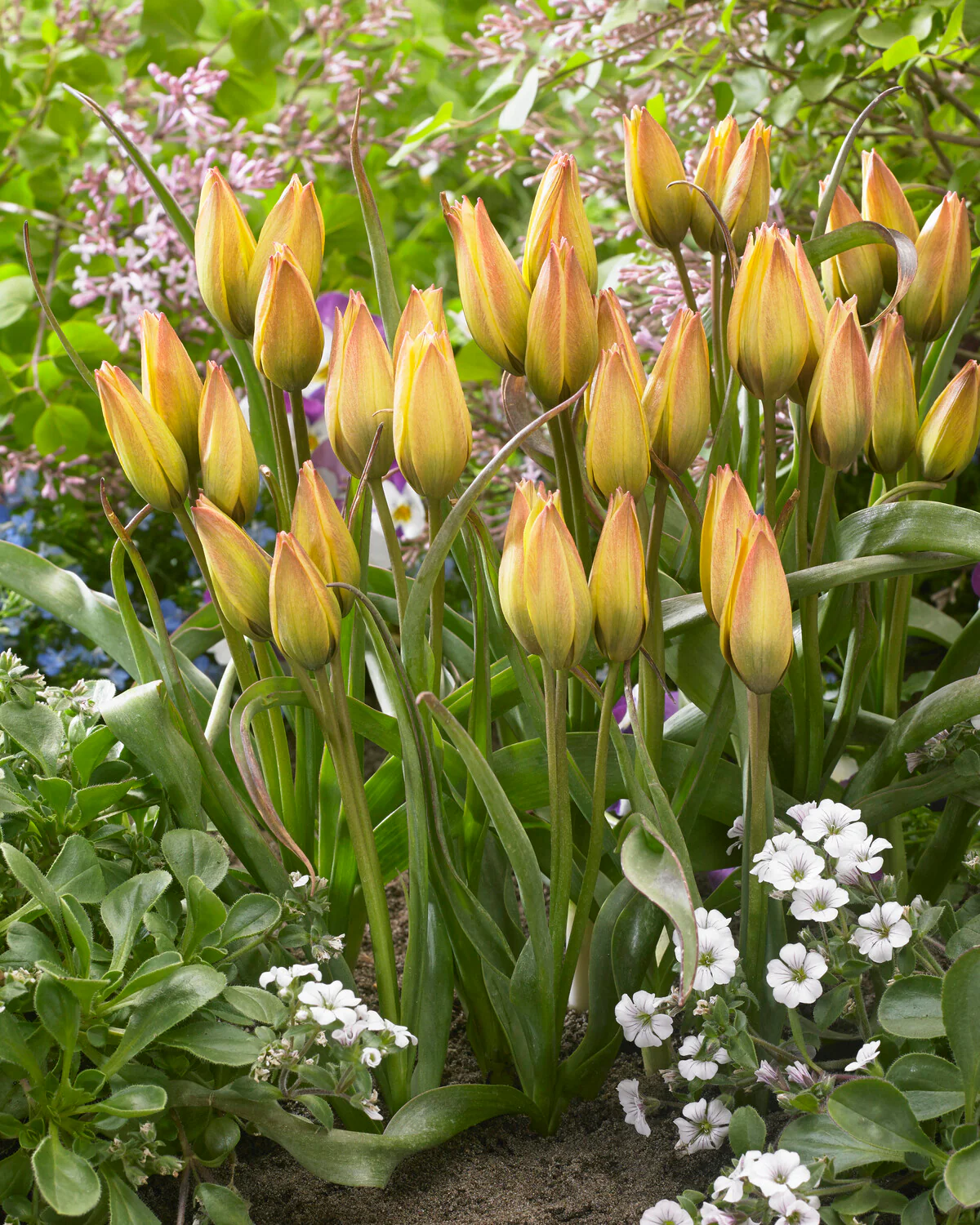 Tulip 'Lucca' - Image 3