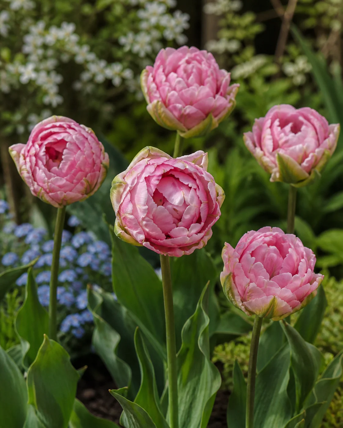 Tulip 'Magic Sensation' - Image 5