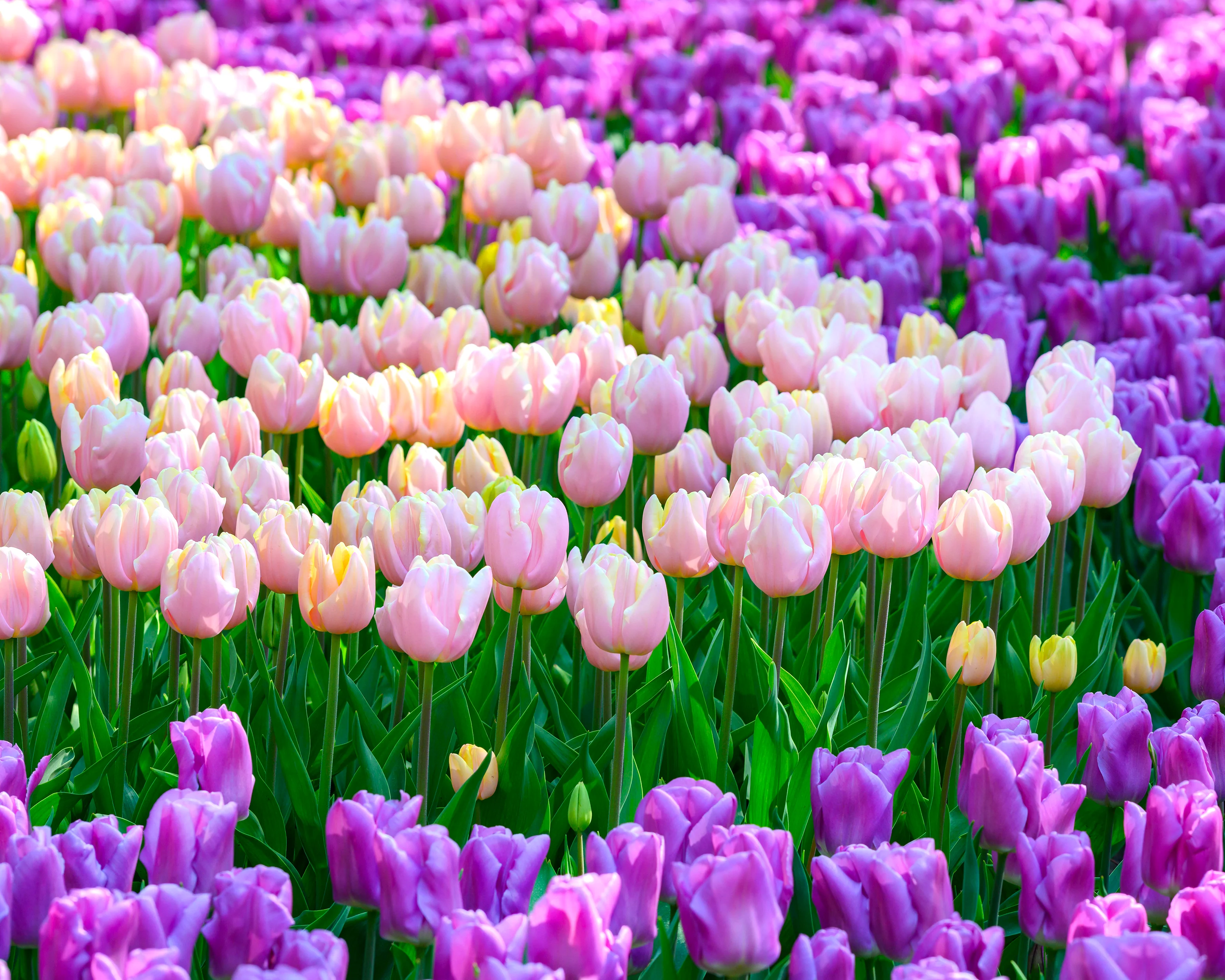 Tulip 'Mango Charm' - Image 12