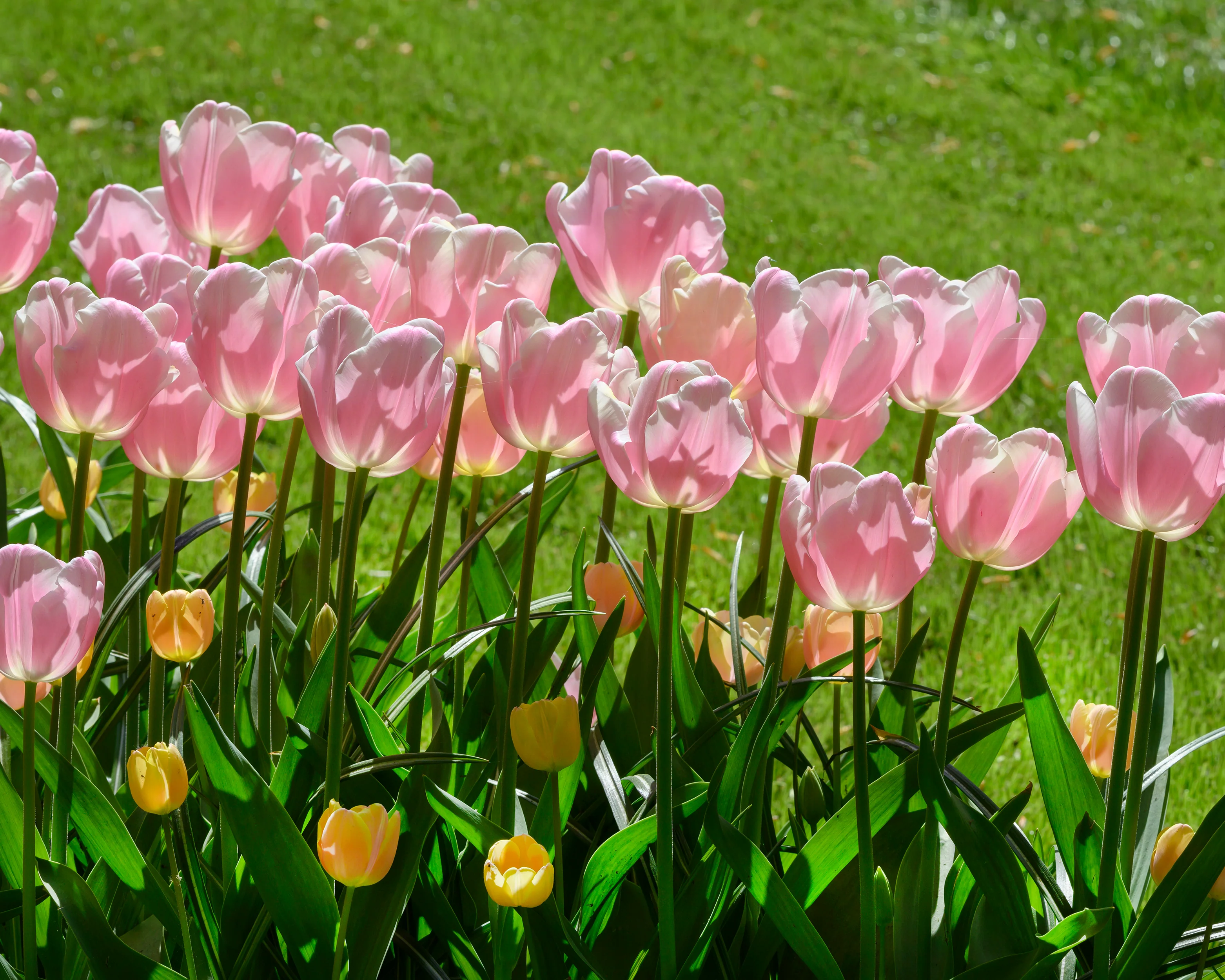 Tulip 'Mango Charm' - Image 13