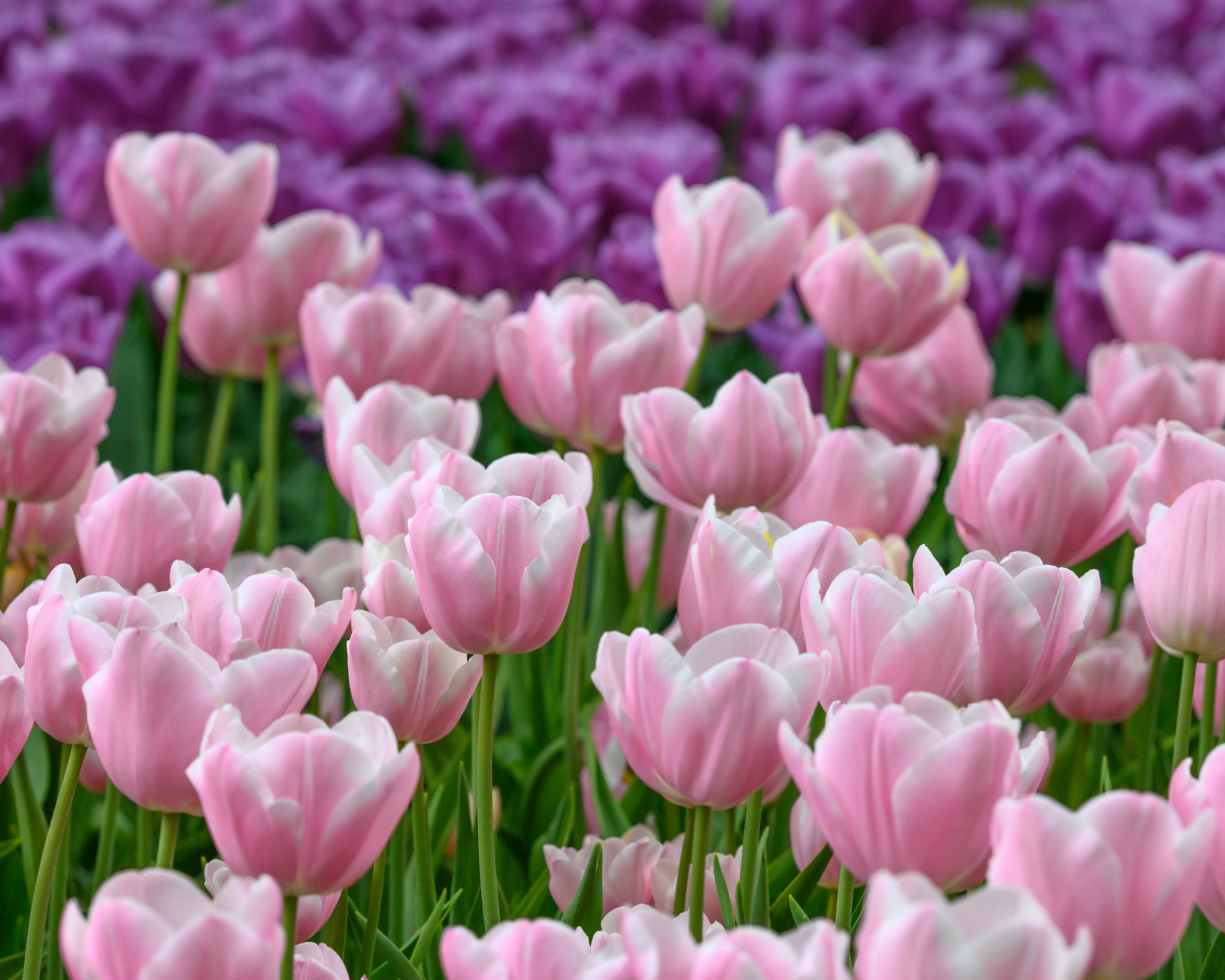 Tulip 'Mango Charm' - Image 14