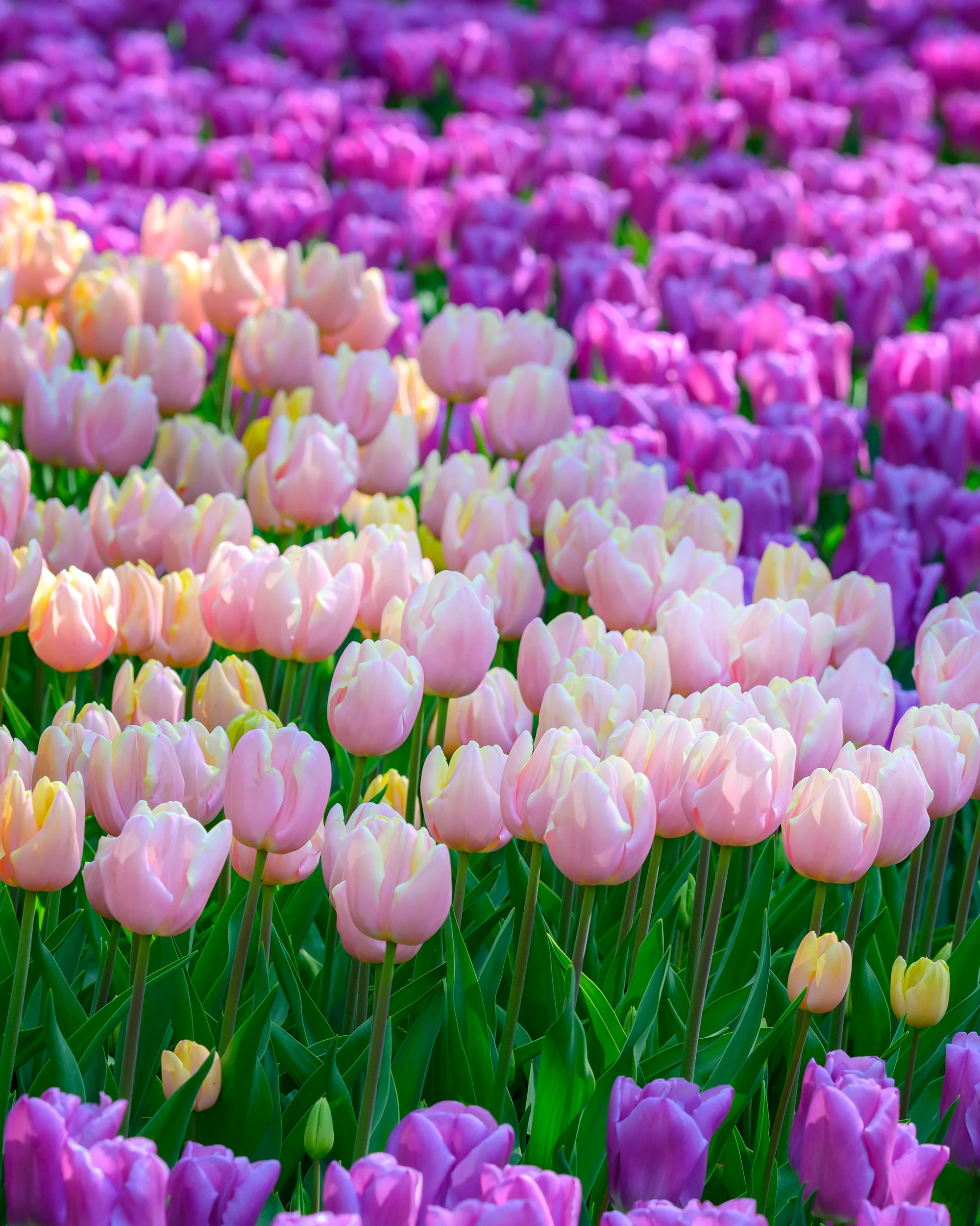 Tulip 'Mango Charm' - Image 2